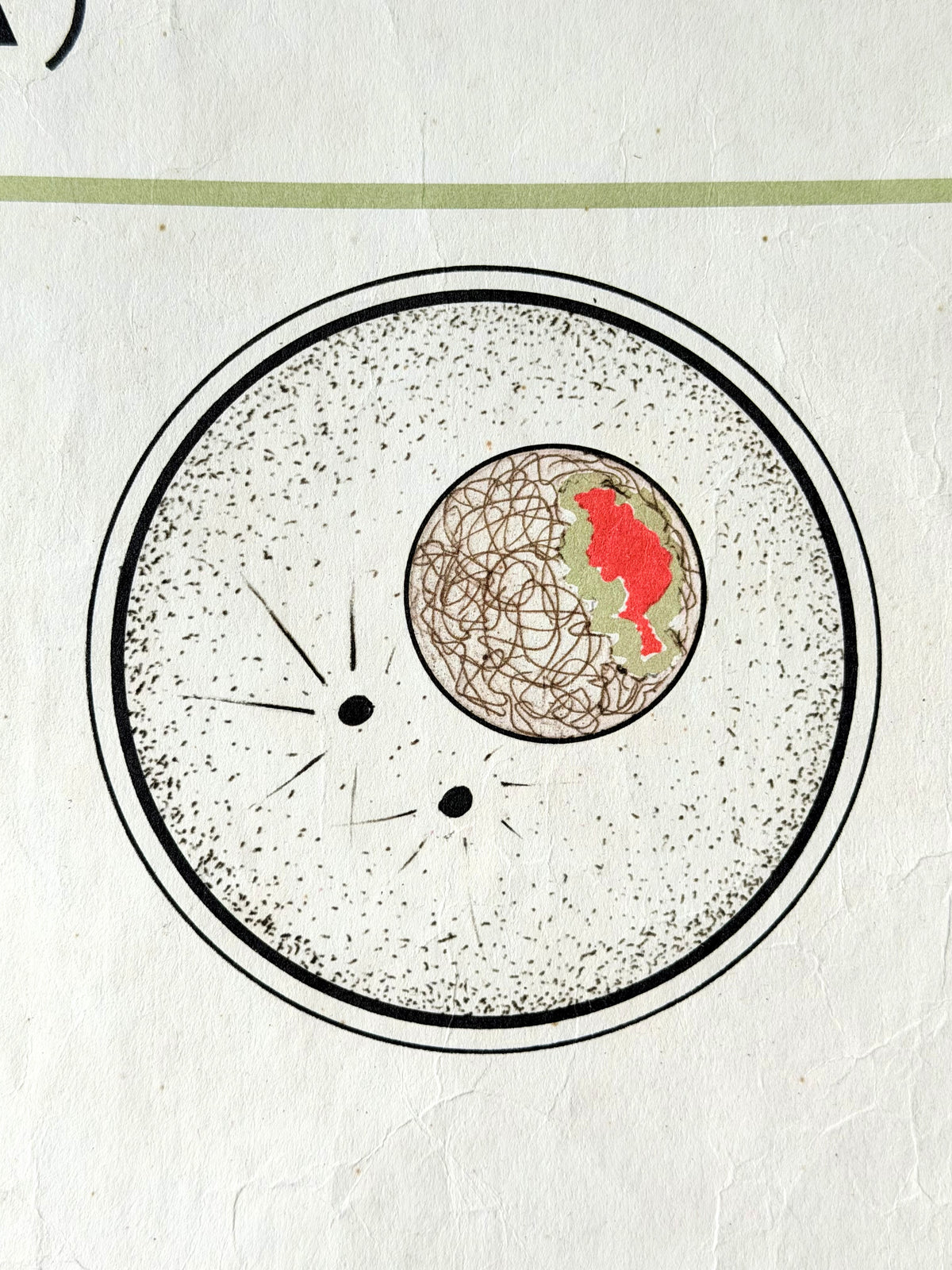 Detail of a Soviet vintage mid-century biology school poster showing the embryological development of a lancet