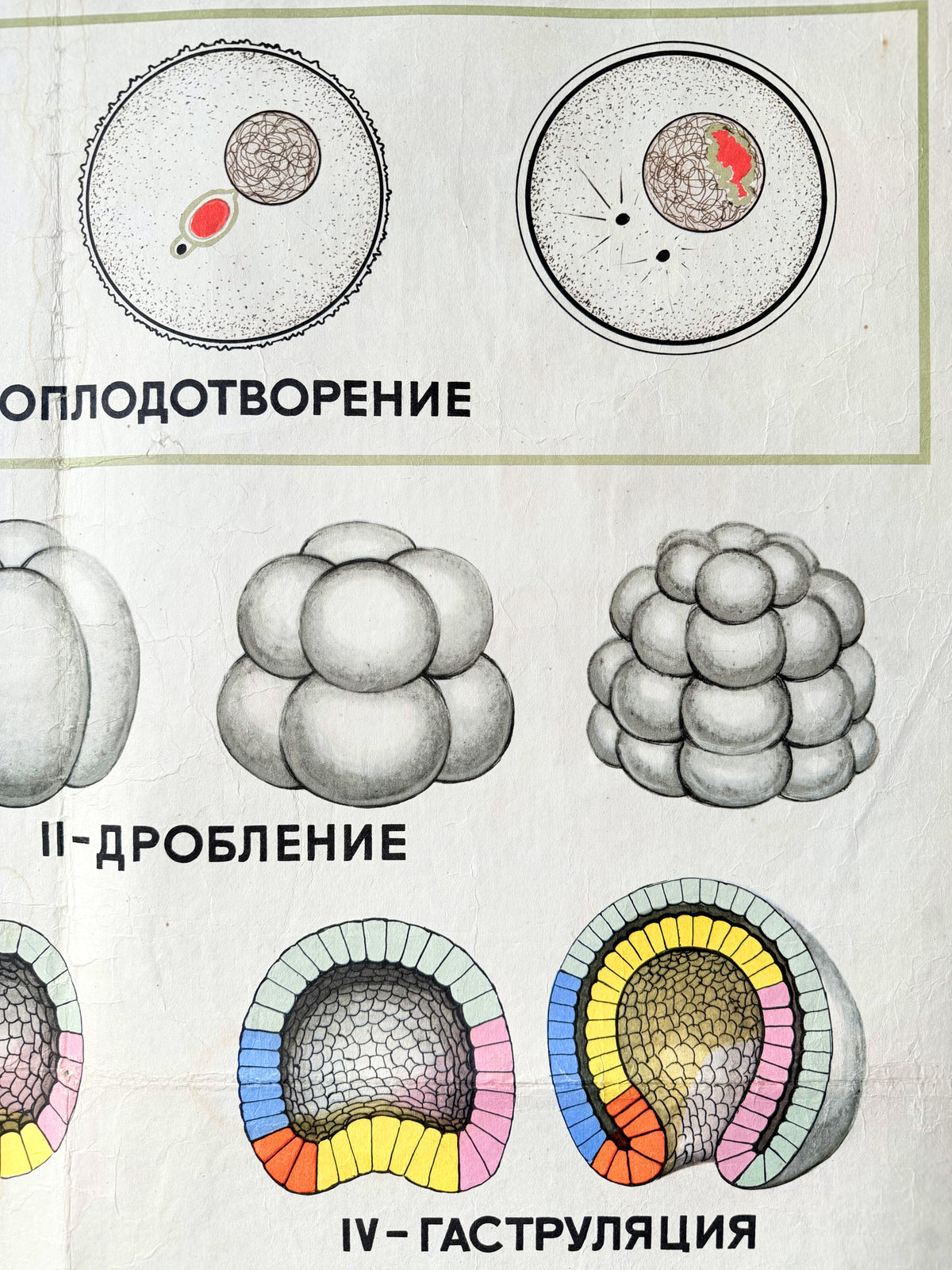 Soviet vintage mid-century educational diagram showing stages of embryology in Russian, including fertilisation, cleavage, and gastrulation, with black and white illustrations and coloured accents on a light background.