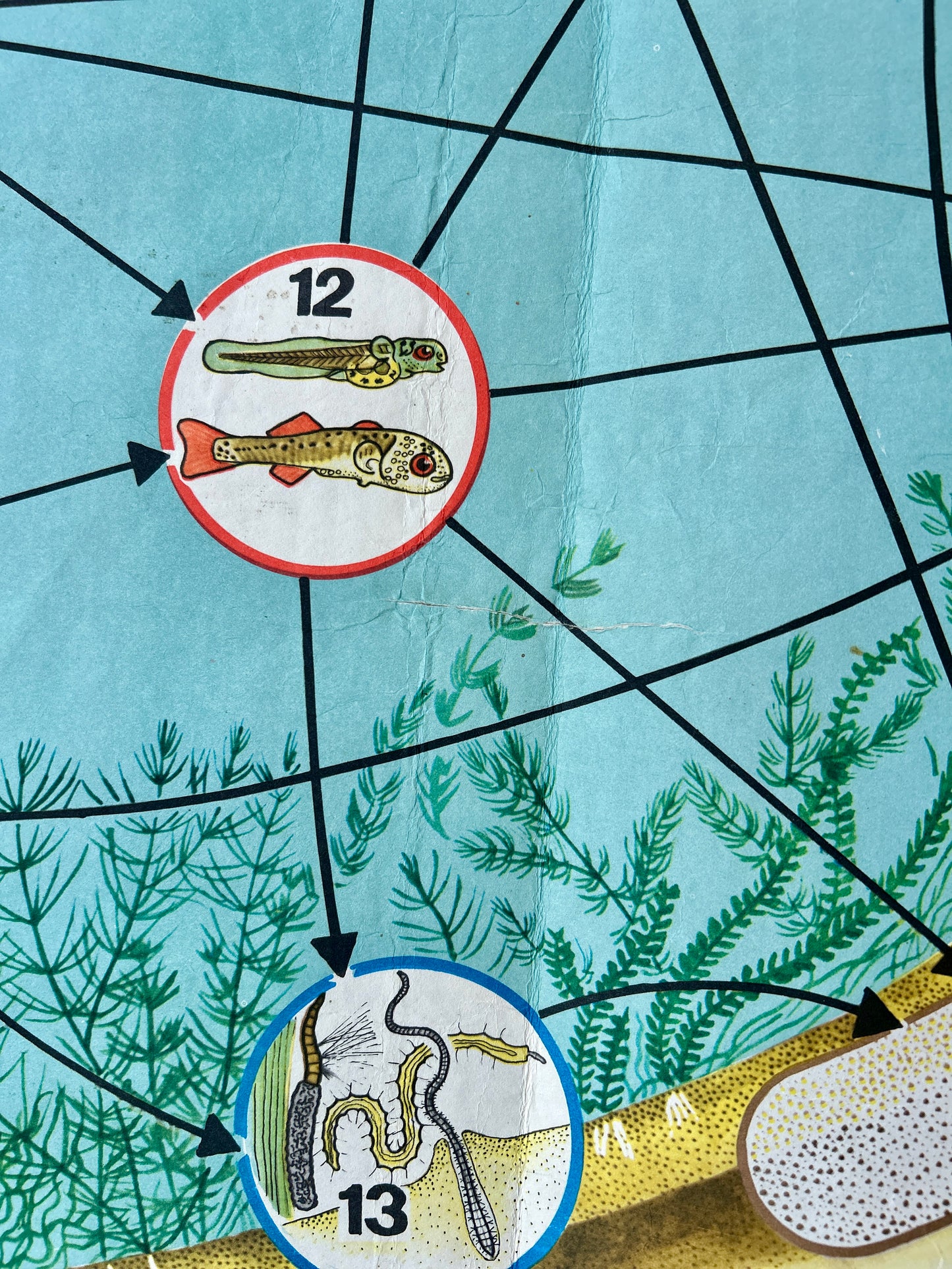 Detail of a vintage poster of a freshwater ecosystem 
