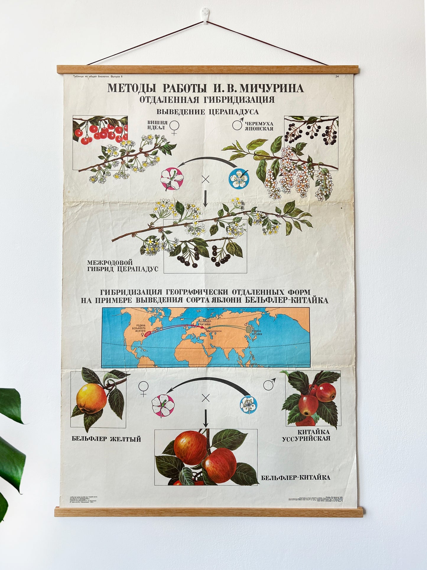 1978 Vintage Large Biology School Chart "Working Methods of I. V. Michurin, REMOTE HYBRIDISATION" Paper On Linen, Soviet Mid Century Selection Cherry & Apple Blossom Poster