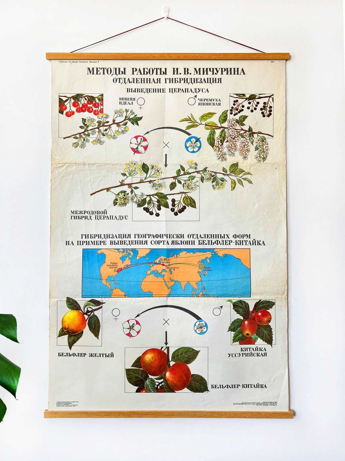 Large original Soviet mid-century biology school chart “Working Methods of I. V. Michurin, REMOTE HYBRIDISATION" printed in USSR, in 1978 showing illustrations of apples and cherries blossoms and a map hanging on white wall.