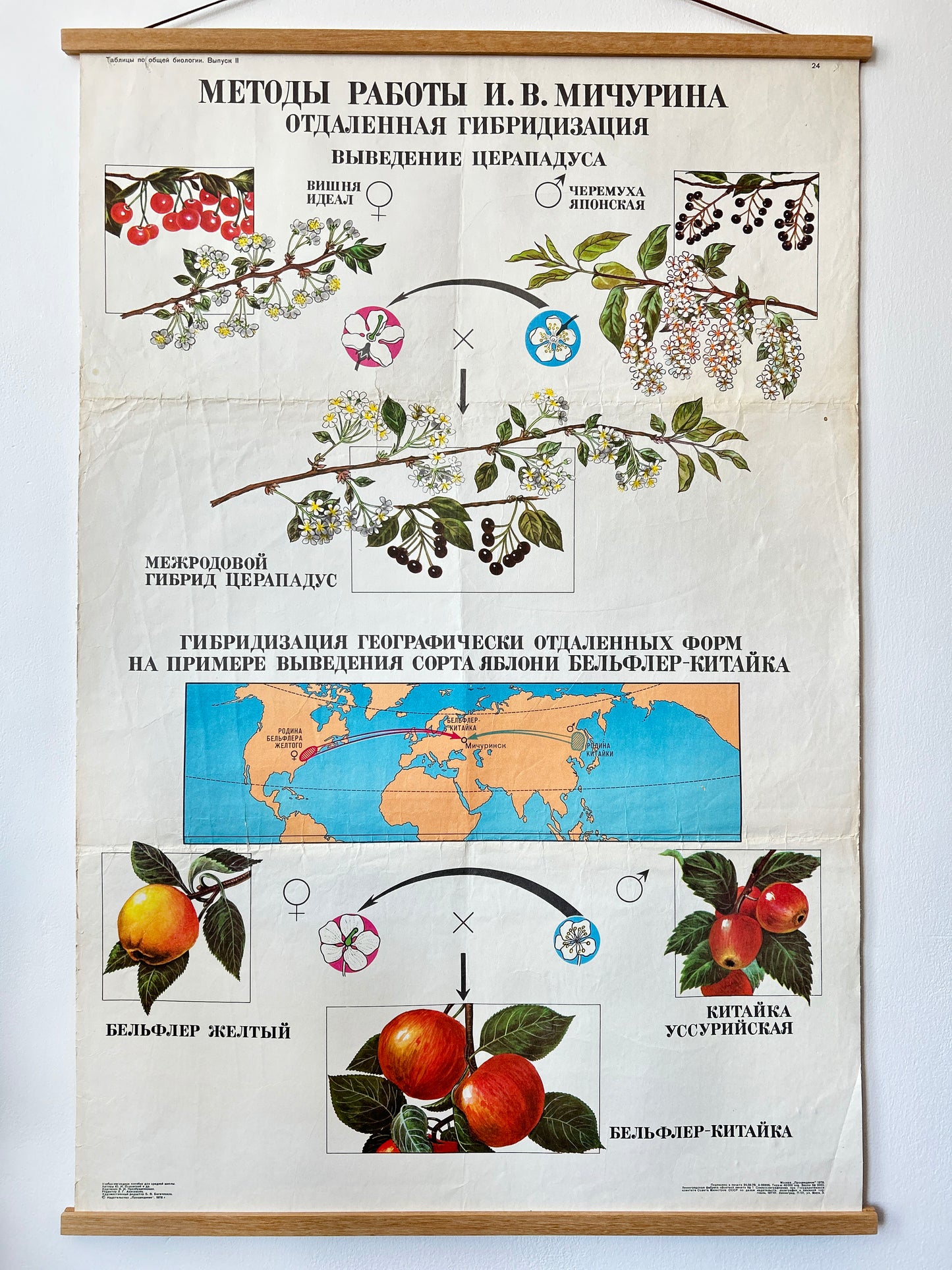 1978 Vintage Large Biology School Chart "Working Methods of I. V. Michurin, REMOTE HYBRIDISATION" Paper On Linen, Soviet Mid Century Selection Cherry & Apple Blossom Poster
