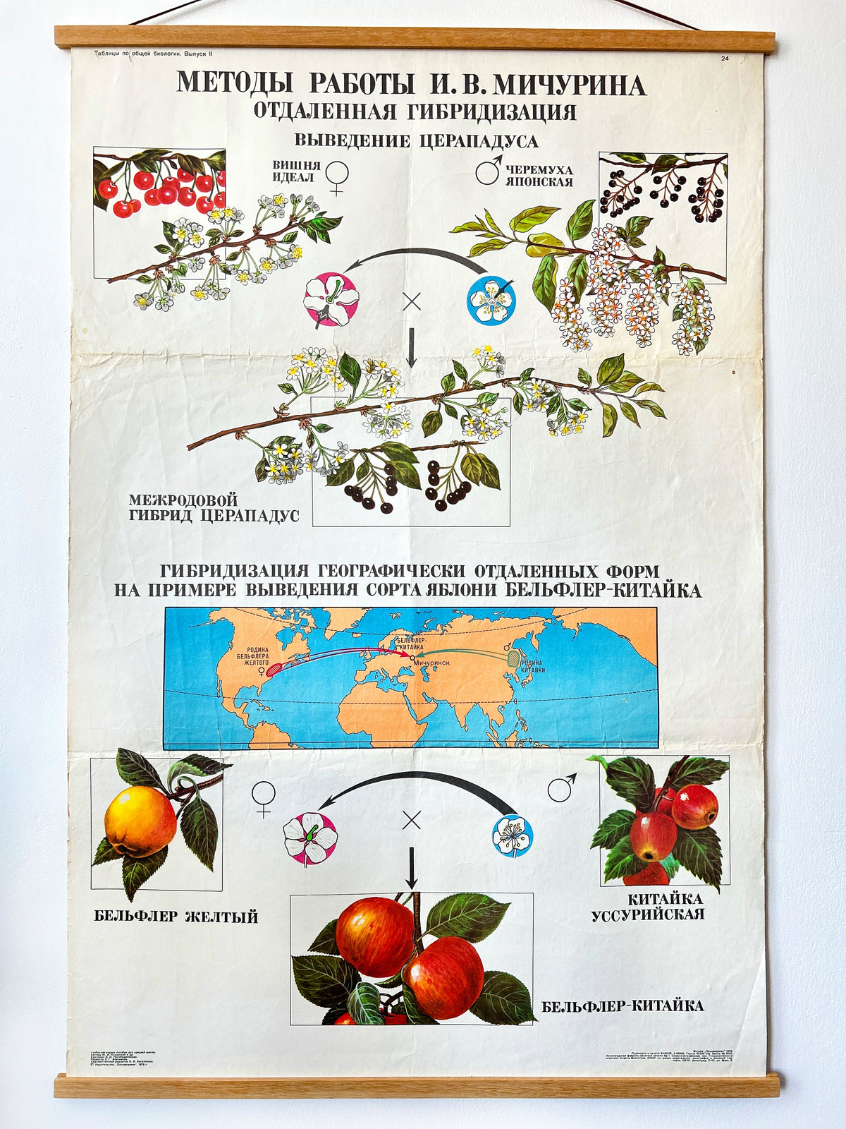A large original Soviet mid-century biology school chart “Working Methods of I. V. Michurin, REMOTE HYBRIDISATION", printed in USSR, in 1978 on paper with linen backing, illustrating apple and cherry varieties, blossoms, a map and a diagram of origins.