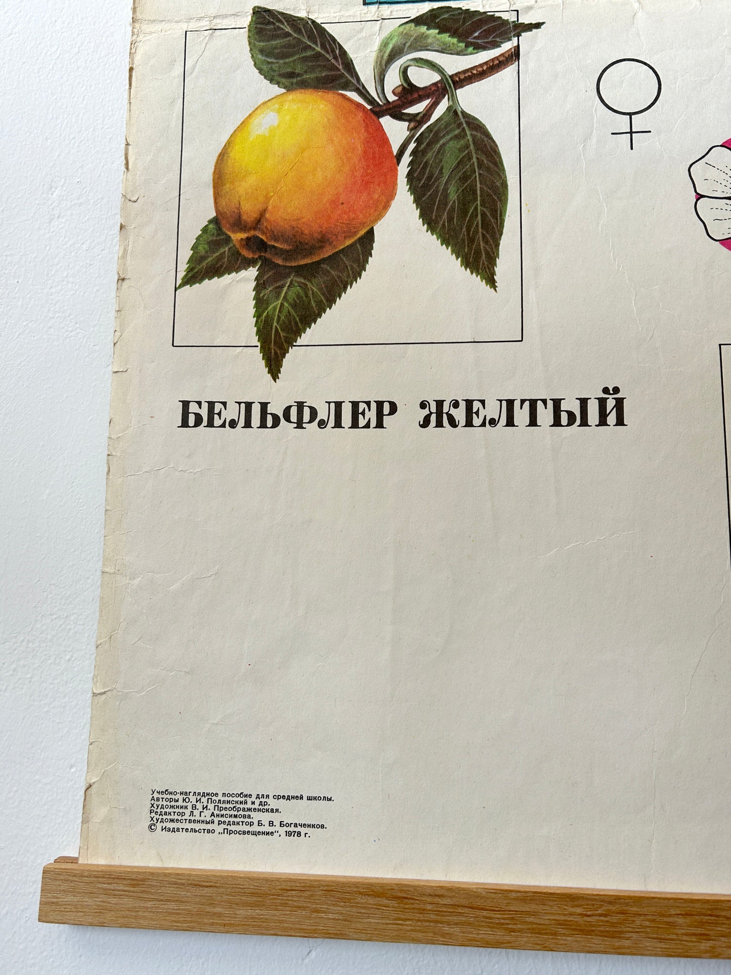 1978 Vintage Large Biology School Chart "Working Methods of I. V. Michurin, REMOTE HYBRIDISATION" Paper On Linen, Soviet Mid Century Selection Cherry & Apple Blossom Poster