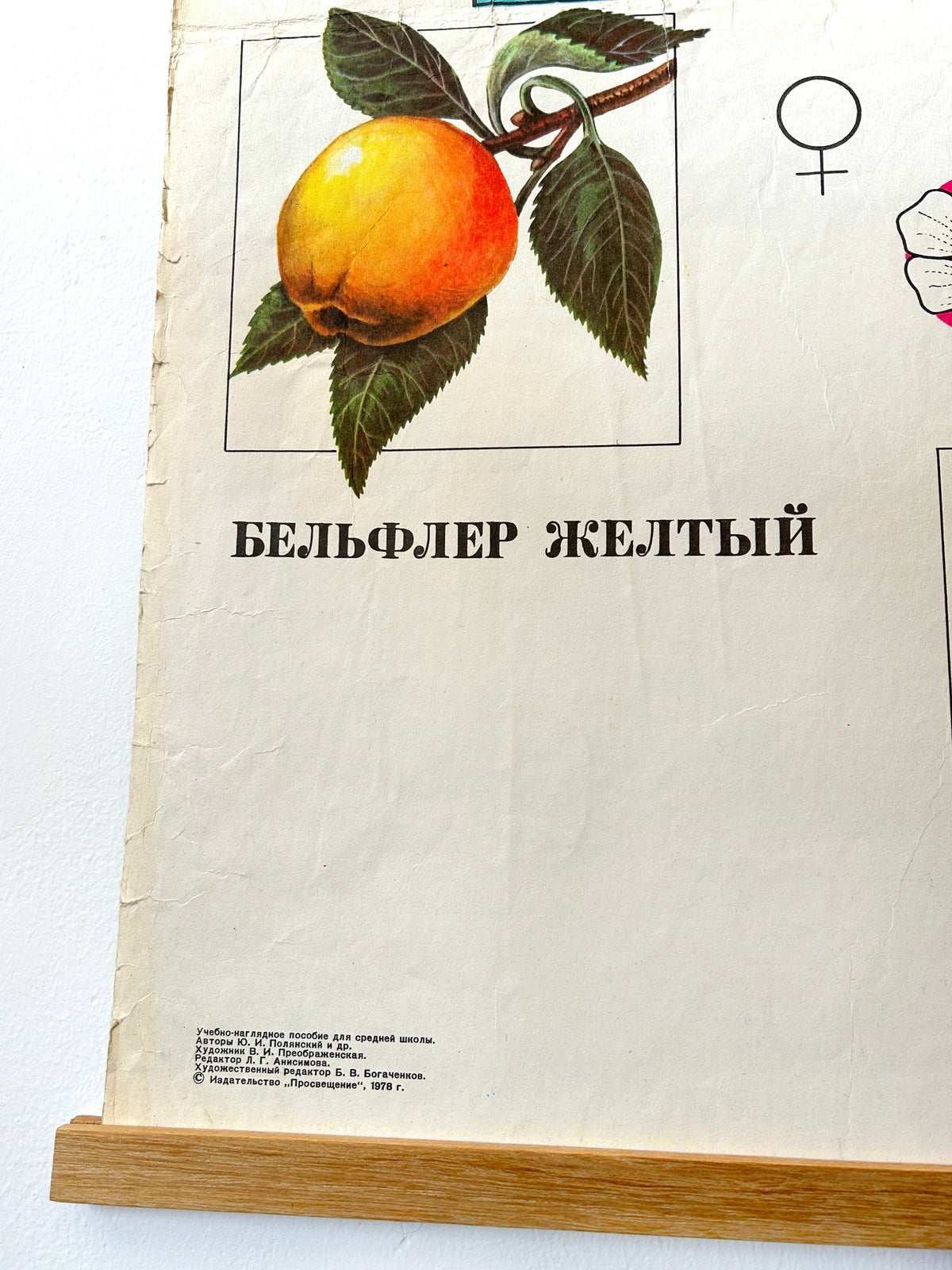 Close up detail of a Soviet mid-century biology school chart “Working Methods of I. V. Michurin, REMOTE HYBRIDISATION" illustrating an apple on a branch and an artist's name and year of publishing at the bottom.