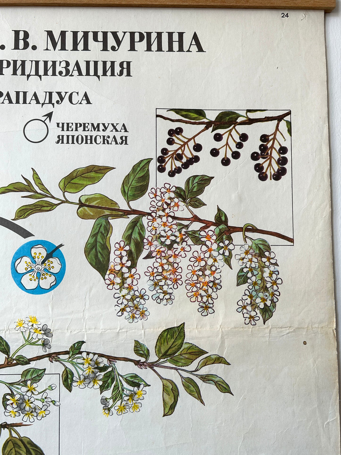 1978 Vintage Large Biology School Chart "Working Methods of I. V. Michurin, REMOTE HYBRIDISATION" Paper On Linen, Soviet Mid Century Selection Cherry & Apple Blossom Poster