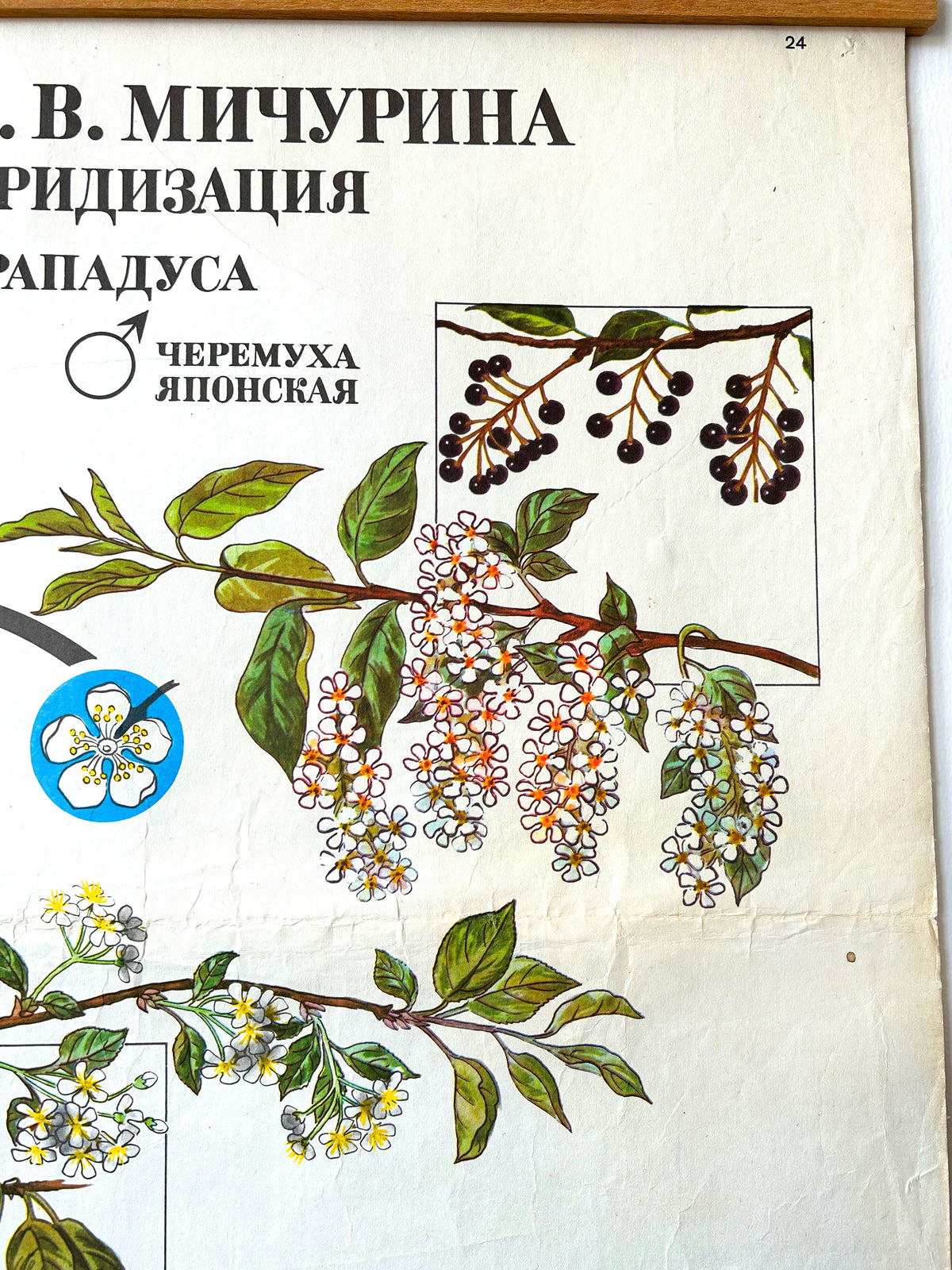 A large original Soviet mid-century botanical school poster “Working Methods of I. V. Michurin, REMOTE HYBRIDISATION", illustrating cherry varieties, blossoms and a diagram of origins.