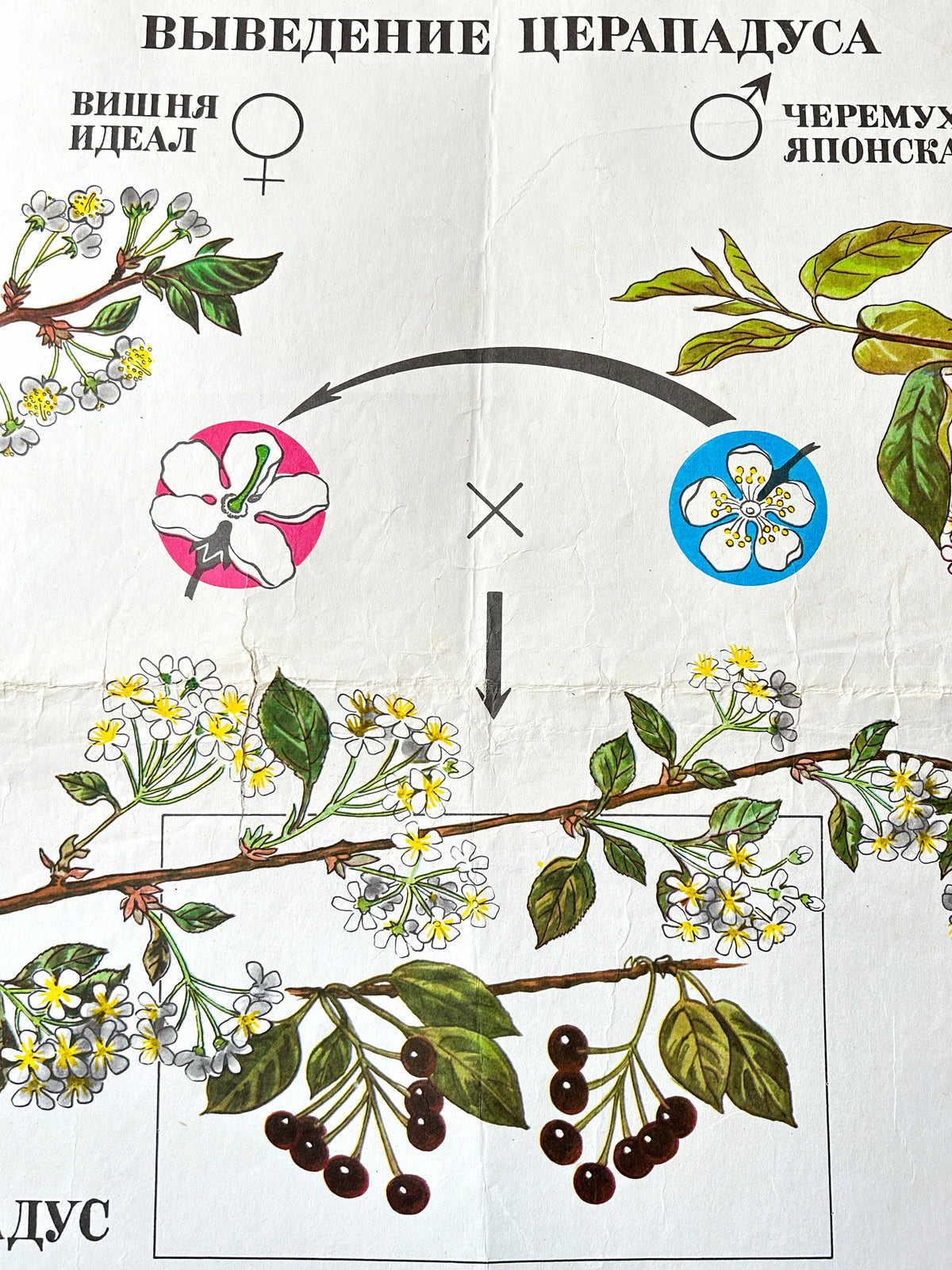 A detail of an original Soviet mid-century botanical school chart, “Working Methods of I. V. Michurin, REMOTE HYBRIDISATION", illustrating cherry varieties, blossoms and a diagram of origins.