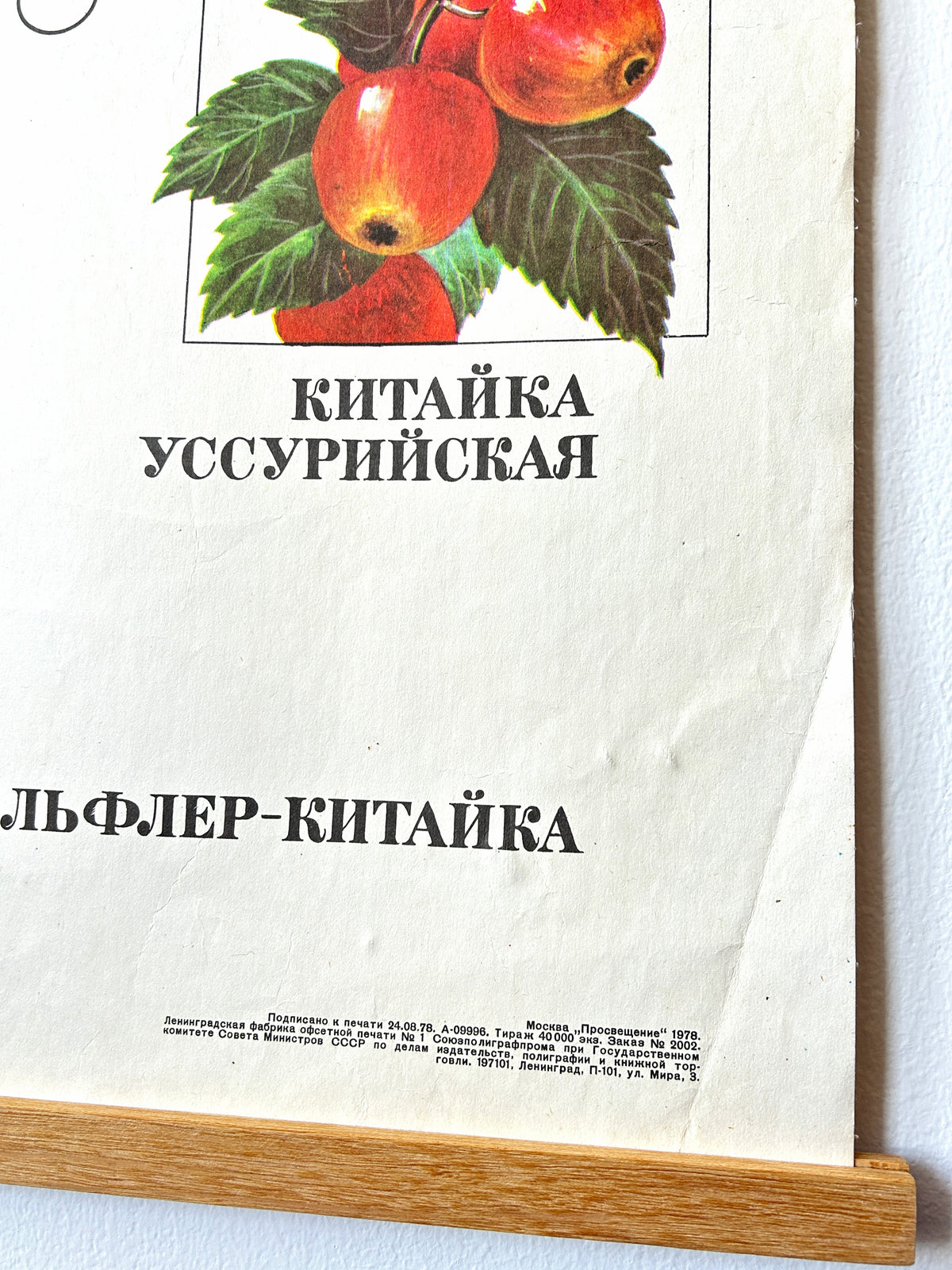 Detail of a Soviet vintage botanical school poster illustrating apples on a branch with russian text/  