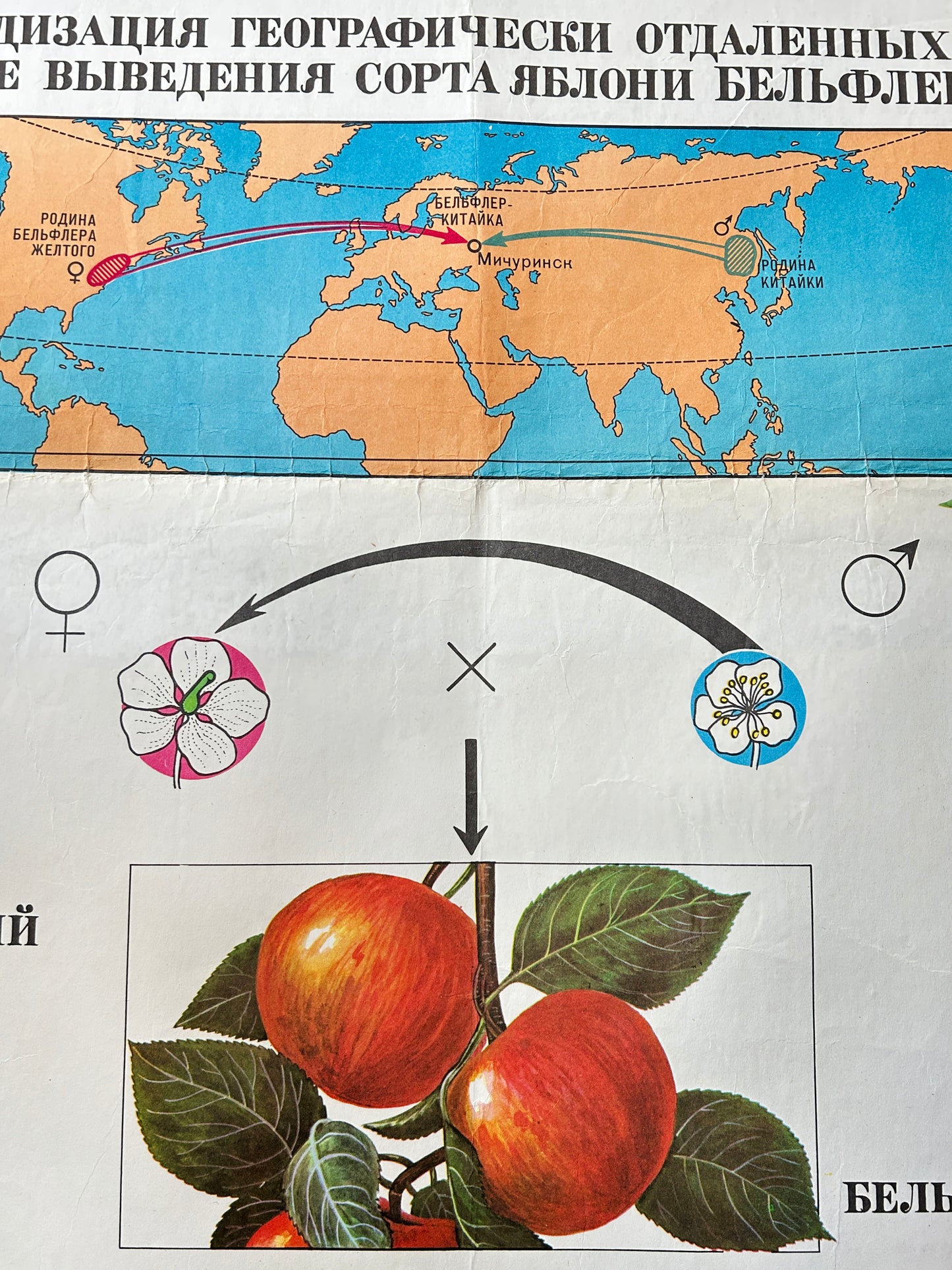 1978 Vintage Large Biology School Chart "Working Methods of I. V. Michurin, REMOTE HYBRIDISATION" Paper On Linen, Soviet Mid Century Selection Cherry & Apple Blossom Poster