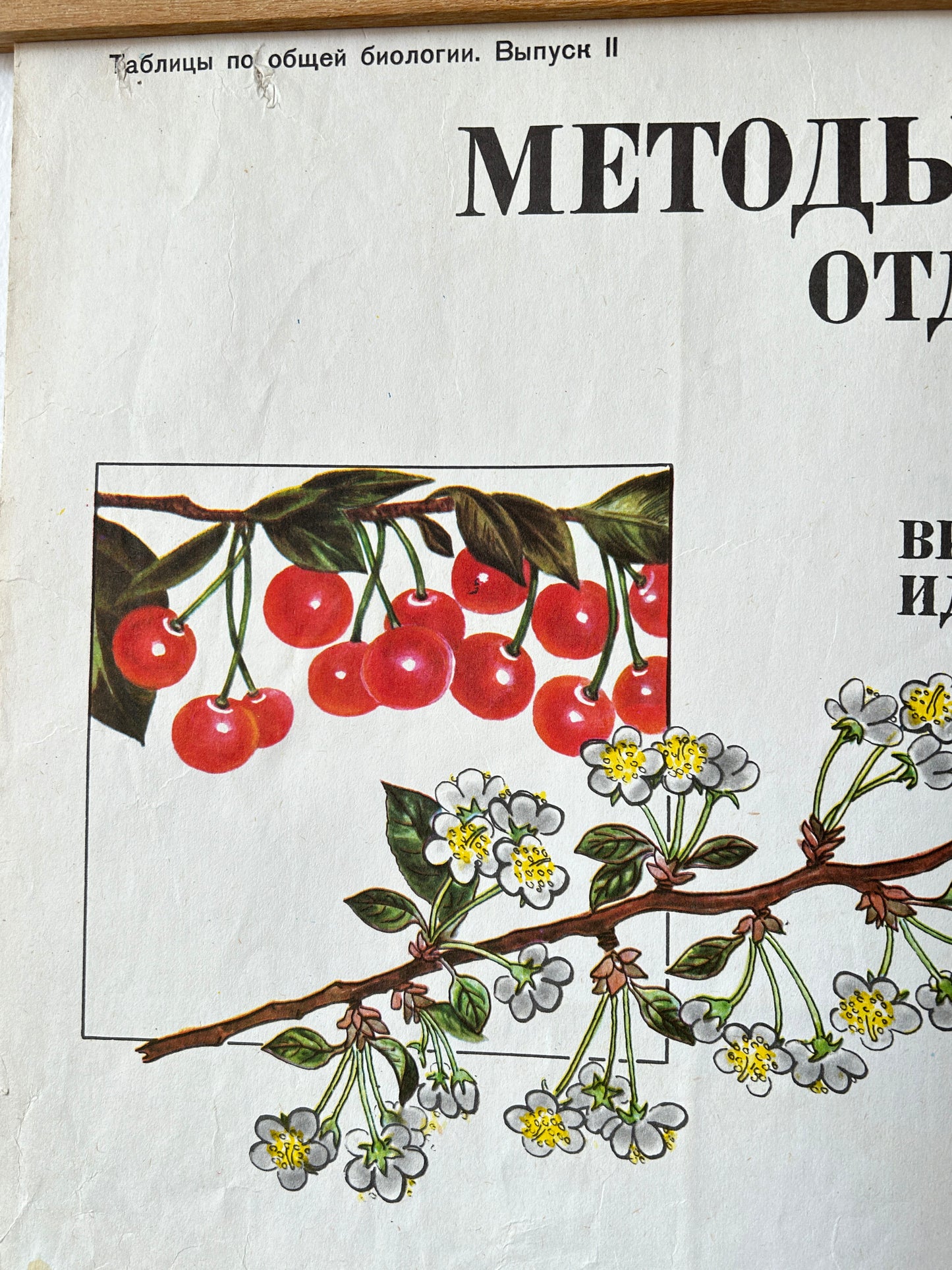 1978 Vintage Large Biology School Chart "Working Methods of I. V. Michurin, REMOTE HYBRIDISATION" Paper On Linen, Soviet Mid Century Selection Cherry & Apple Blossom Poster