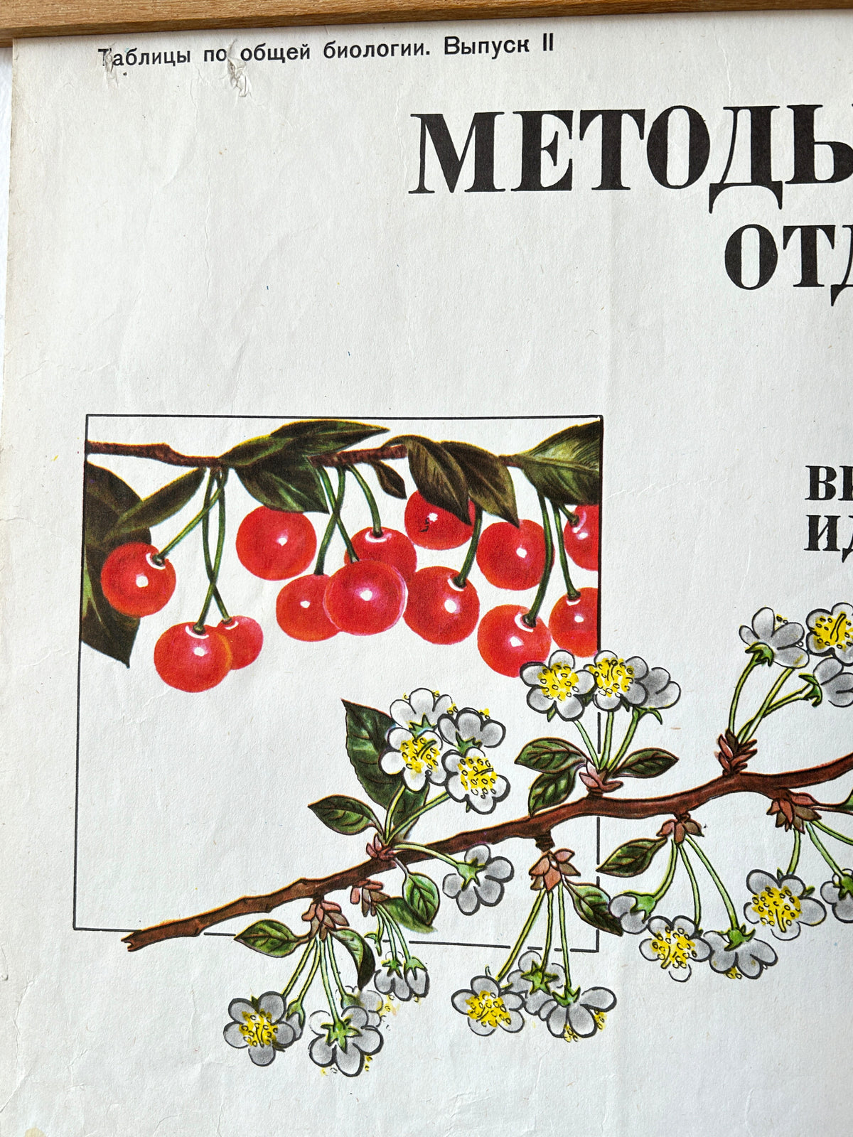 Close-up detail of a Soviet mid-century biology school chart, “Working Methods of I. V. Michurin, REMOTE HYBRIDISATION", illustrating a cherry branch and cherry blossoms.