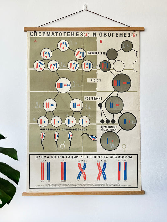 1968 Vintage Large Biology School Chart "SPERMATOGENESIS and OVOGENESIS" Paper On Linen, Soviet Mid Century Educational Reproduction Poster