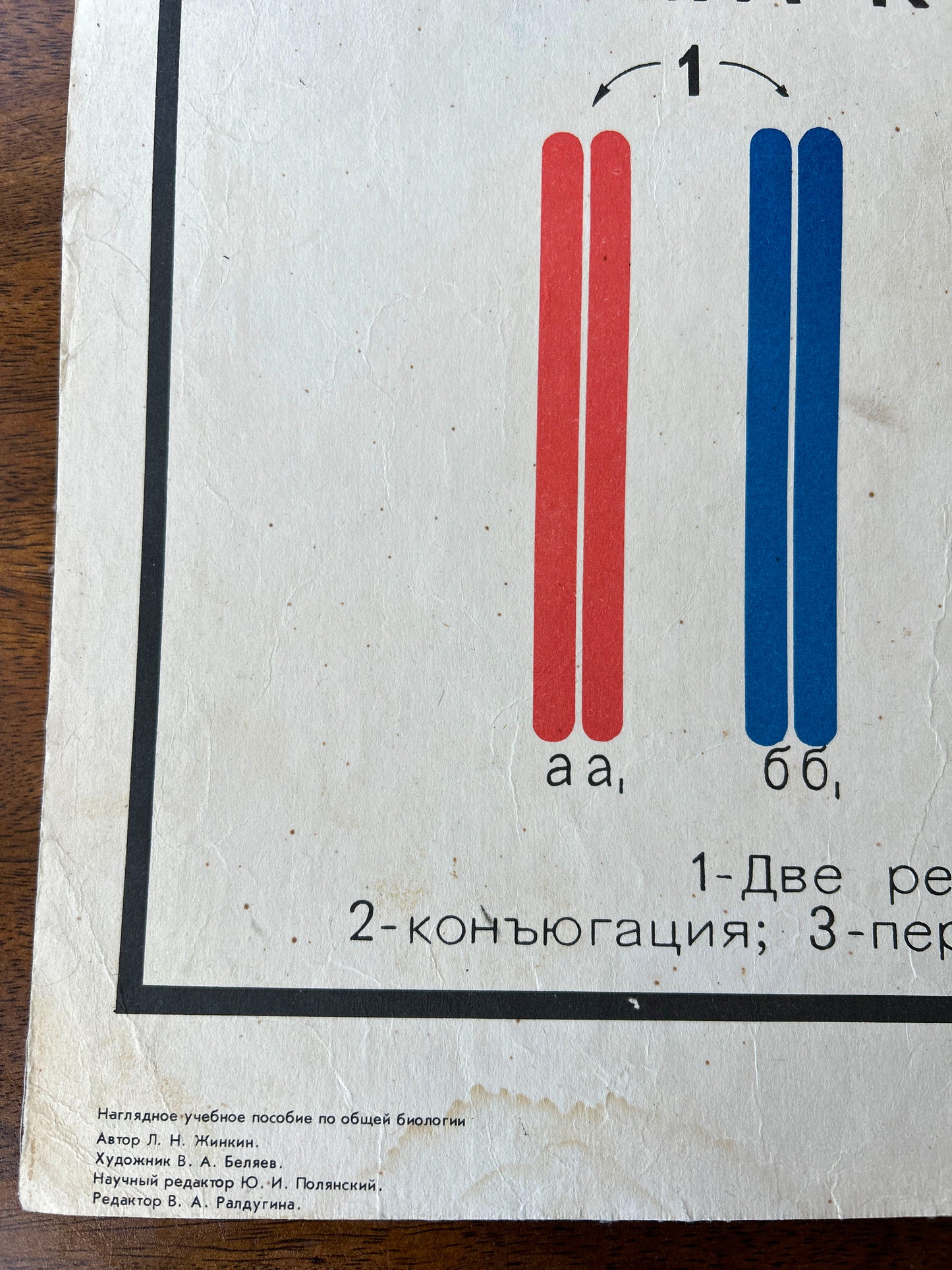 1968 Vintage Large Biology School Chart "SPERMATOGENESIS and OVOGENESIS" Paper On Linen, Soviet Mid Century Educational Reproduction Poster
