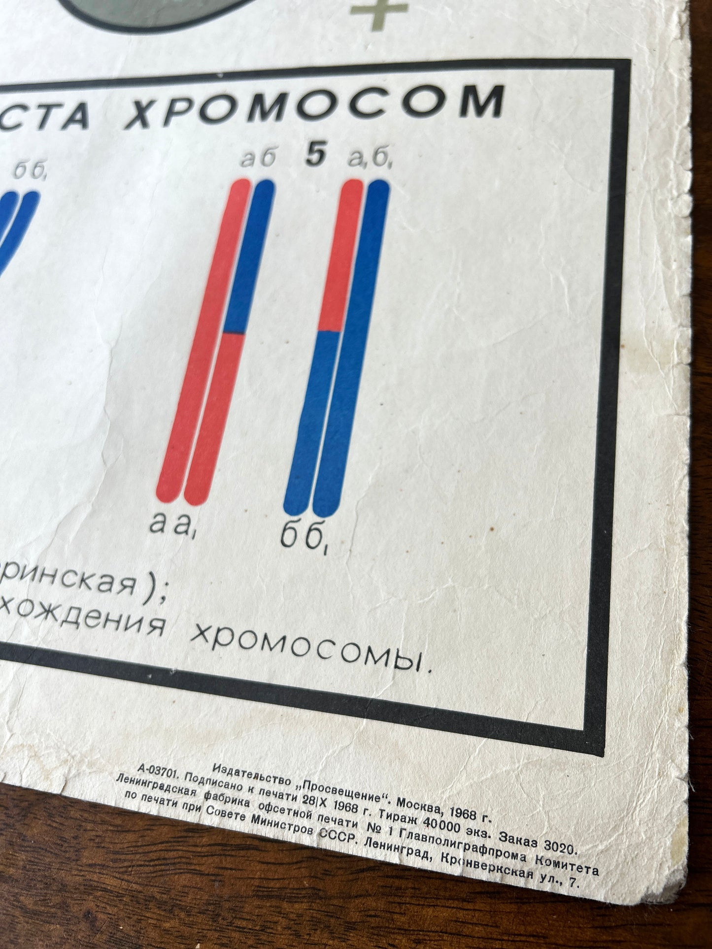 1968 Vintage Large Biology School Chart "SPERMATOGENESIS and OVOGENESIS" Paper On Linen, Soviet Mid Century Educational Reproduction Poster