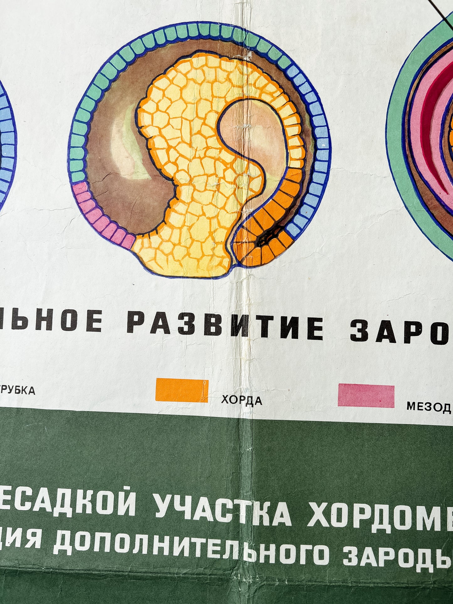 1968 Soviet Vintage Large Biology School Chart "Interaction of Parts of a Developing Embryo on example of Triton)" Paper On Linen, USSR Mid Century Educational Poster