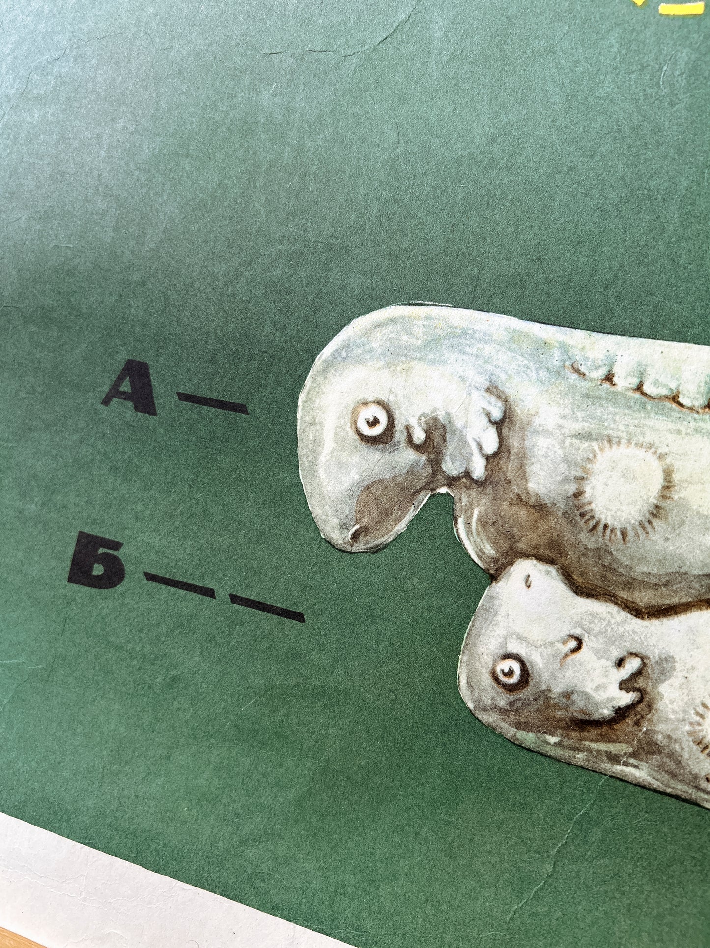 1968 Soviet Vintage Large Biology School Chart "Interaction of Parts of a Developing Embryo on example of Triton)" Paper On Linen, USSR Mid Century Educational Poster