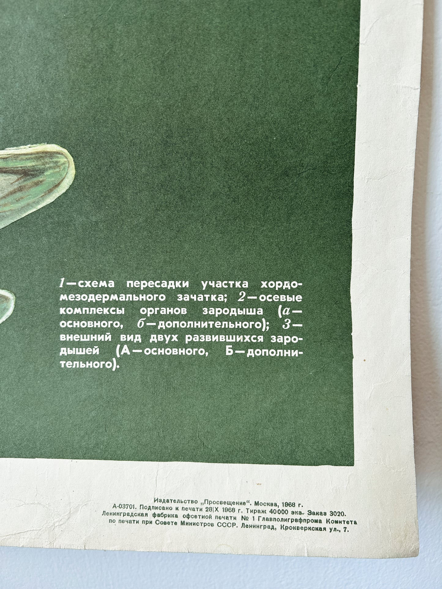 1968 Soviet Vintage Large Biology School Chart "Interaction of Parts of a Developing Embryo on example of Triton)" Paper On Linen, USSR Mid Century Educational Poster