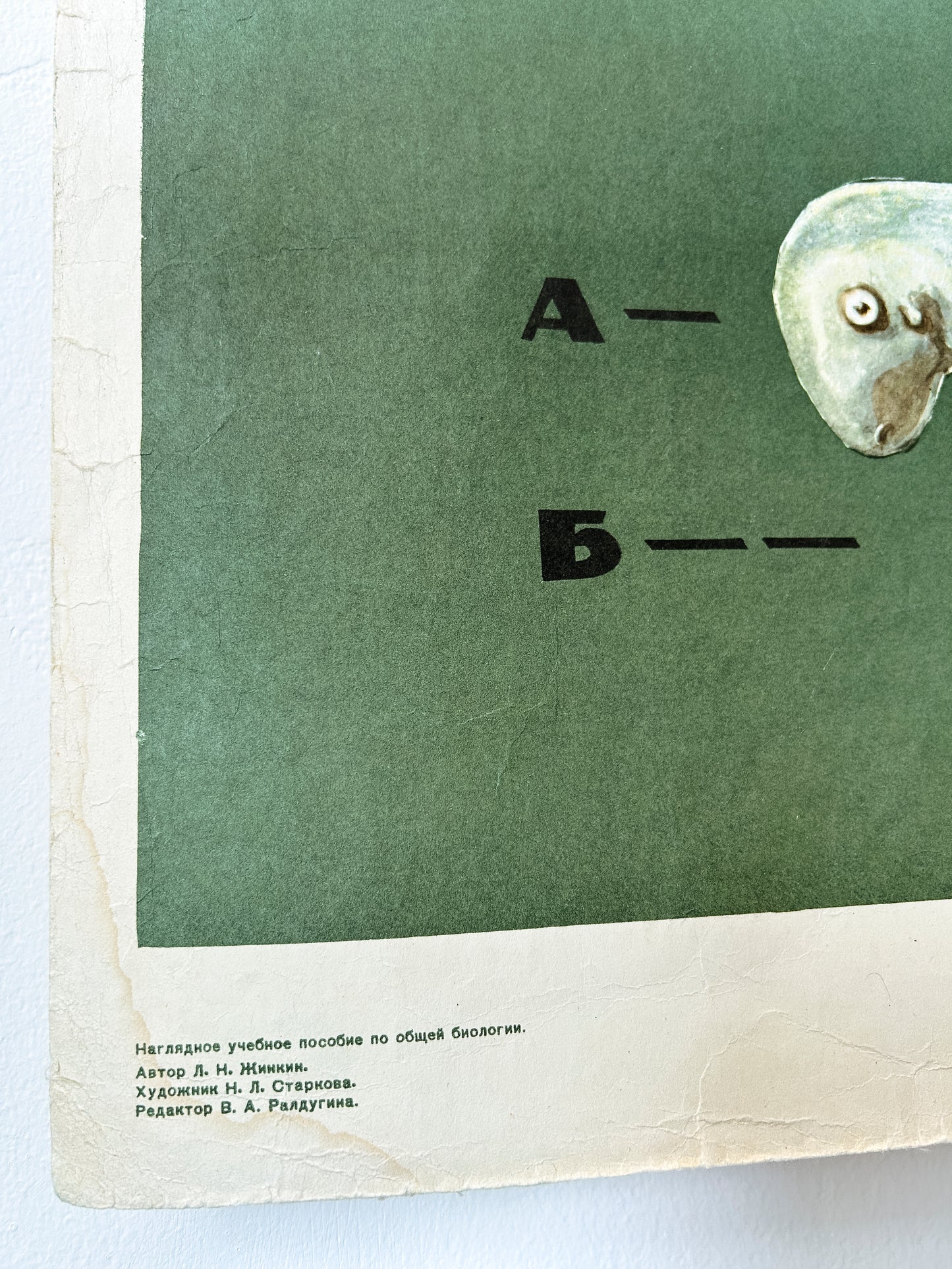 1968 Soviet Vintage Large Biology School Chart "Interaction of Parts of a Developing Embryo on example of Triton)" Paper On Linen, USSR Mid Century Educational Poster