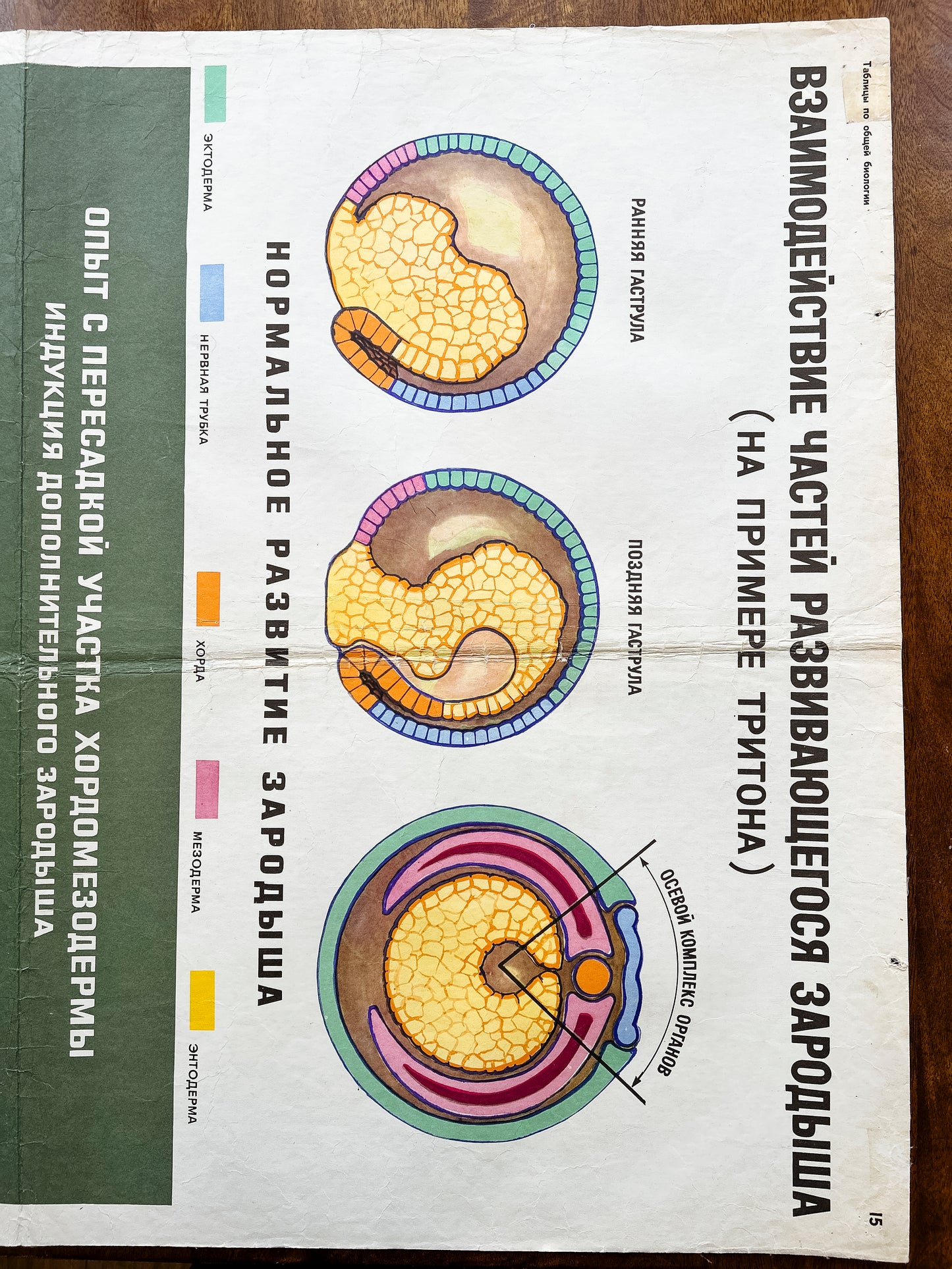 1968 Soviet Vintage Large Biology School Chart "Interaction of Parts of a Developing Embryo on example of Triton)" Paper On Linen, USSR Mid Century Educational Poster
