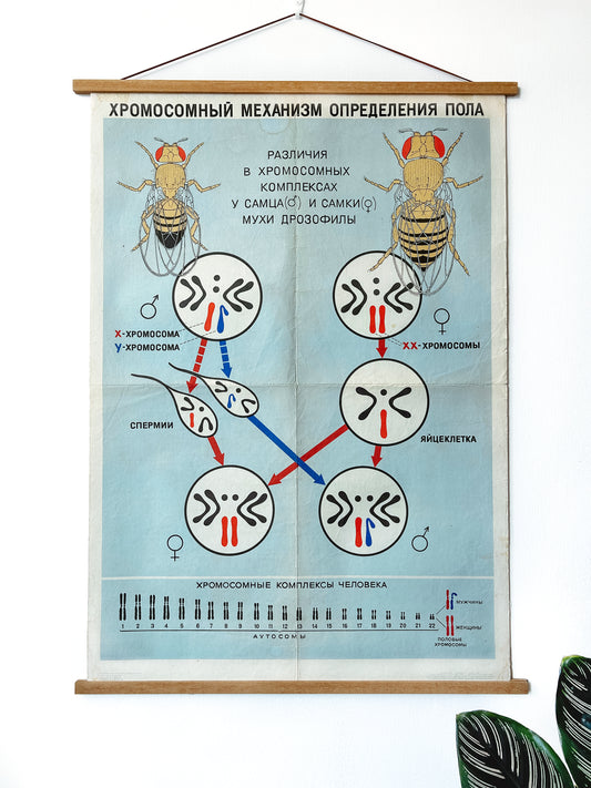 A large original Soviet vintage biology school chart "CHROMOSOMAL MECHANISM OF SEX DETERMINATION" printed in 1968 in the USSR on paper with linen backing, a mid-century educational poster and a science diagram.