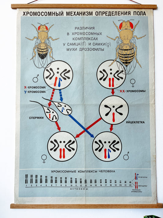 Close-up of a large original Soviet vintage biology school chart, "CHROMOSOMAL MECHANISM OF SEX DETERMINATION", printed in 1968 in the USSR on paper with linen backing, a mid-century educational poster and a science diagram.