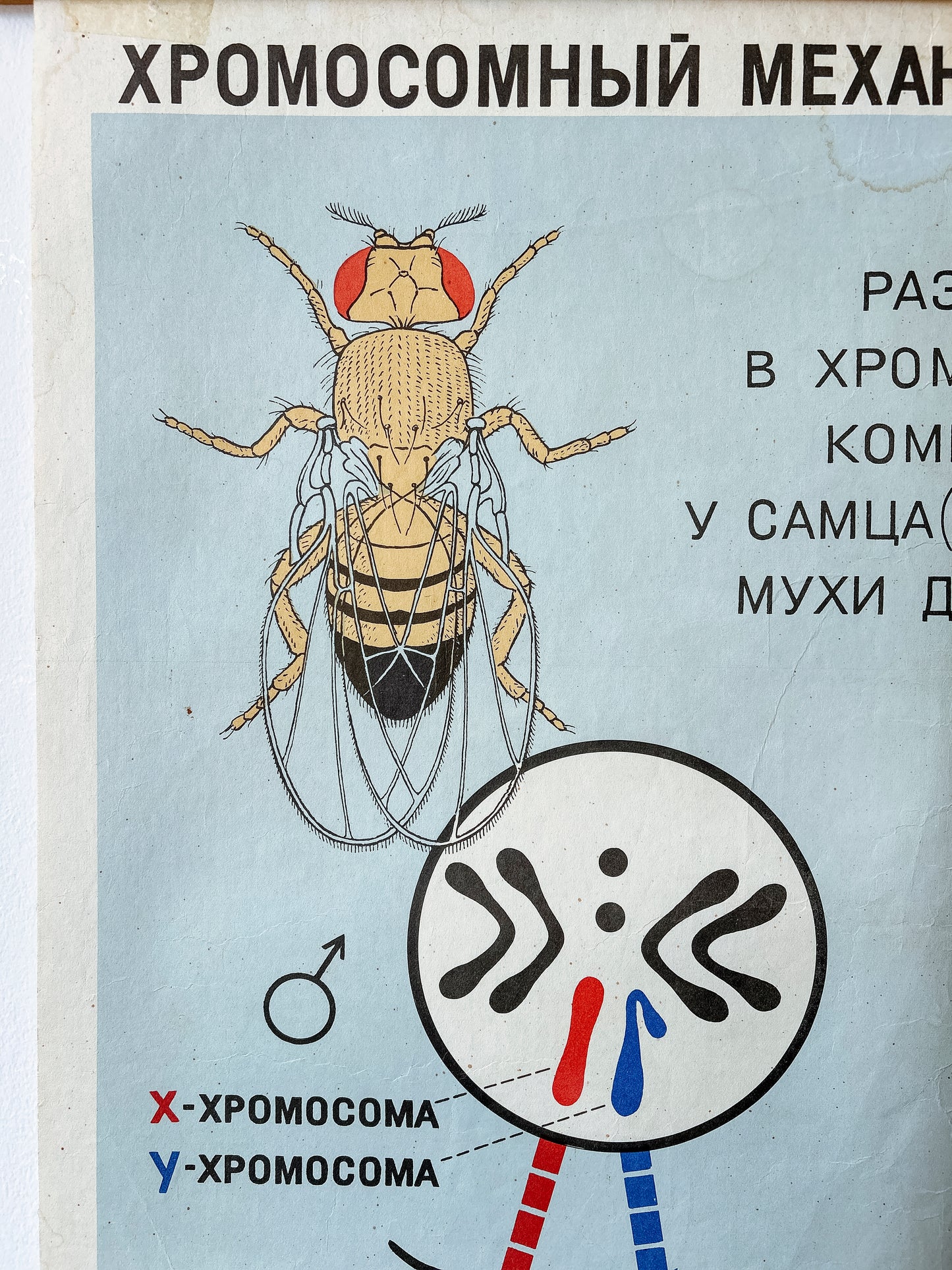 1968 Soviet Vintage Large Biology School Chart "CHROMOSOMAL MECHANISM OF SEX DETERMINATION" Paper On Linen, USSR Mid Century Educational Poster