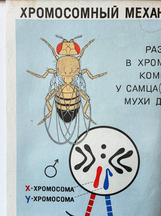 Detail of a large original Soviet vintage biology school chart "CHROMOSOMAL MECHANISM OF SEX DETERMINATION" printed in 1968 in the USSR on paper with linen backing, a mid-century educational poster and a science diagram.