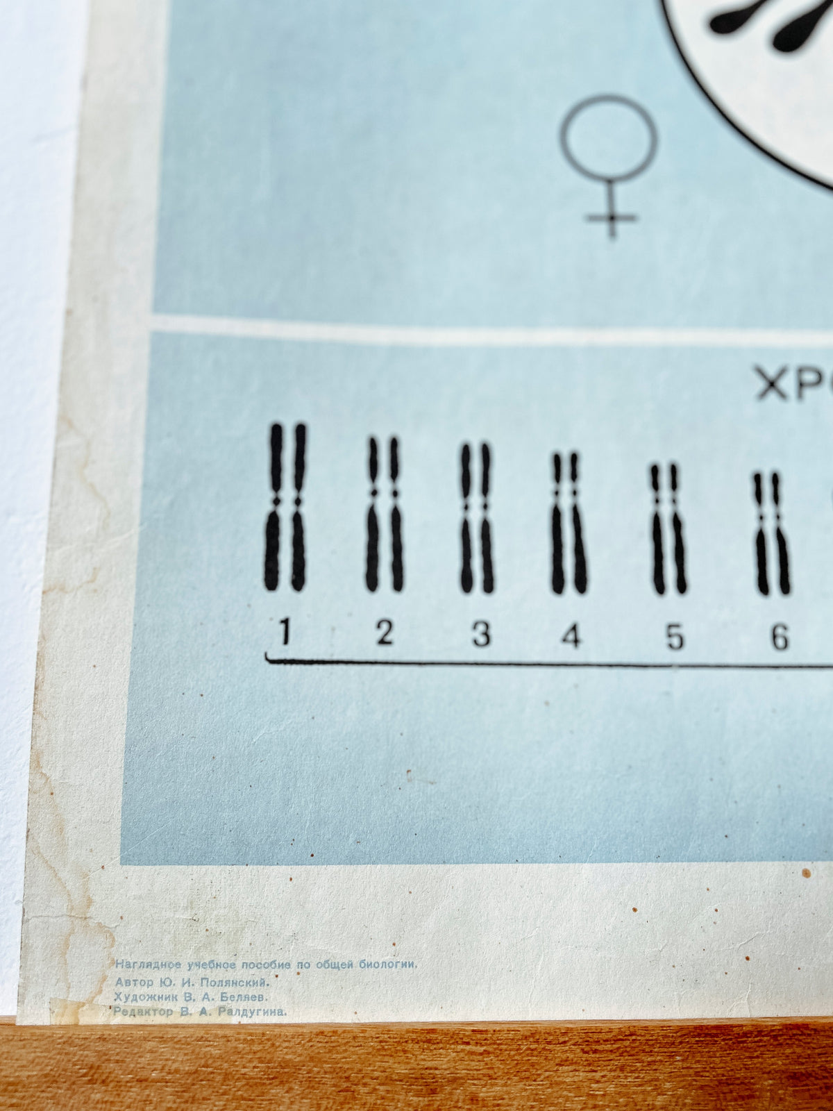 Detail of a large original Soviet vintage biology school chart "CHROMOSOMAL MECHANISM OF SEX DETERMINATION" printed in 1968 in the USSR on paper with linen backing, a mid-century educational poster and a science diagram.