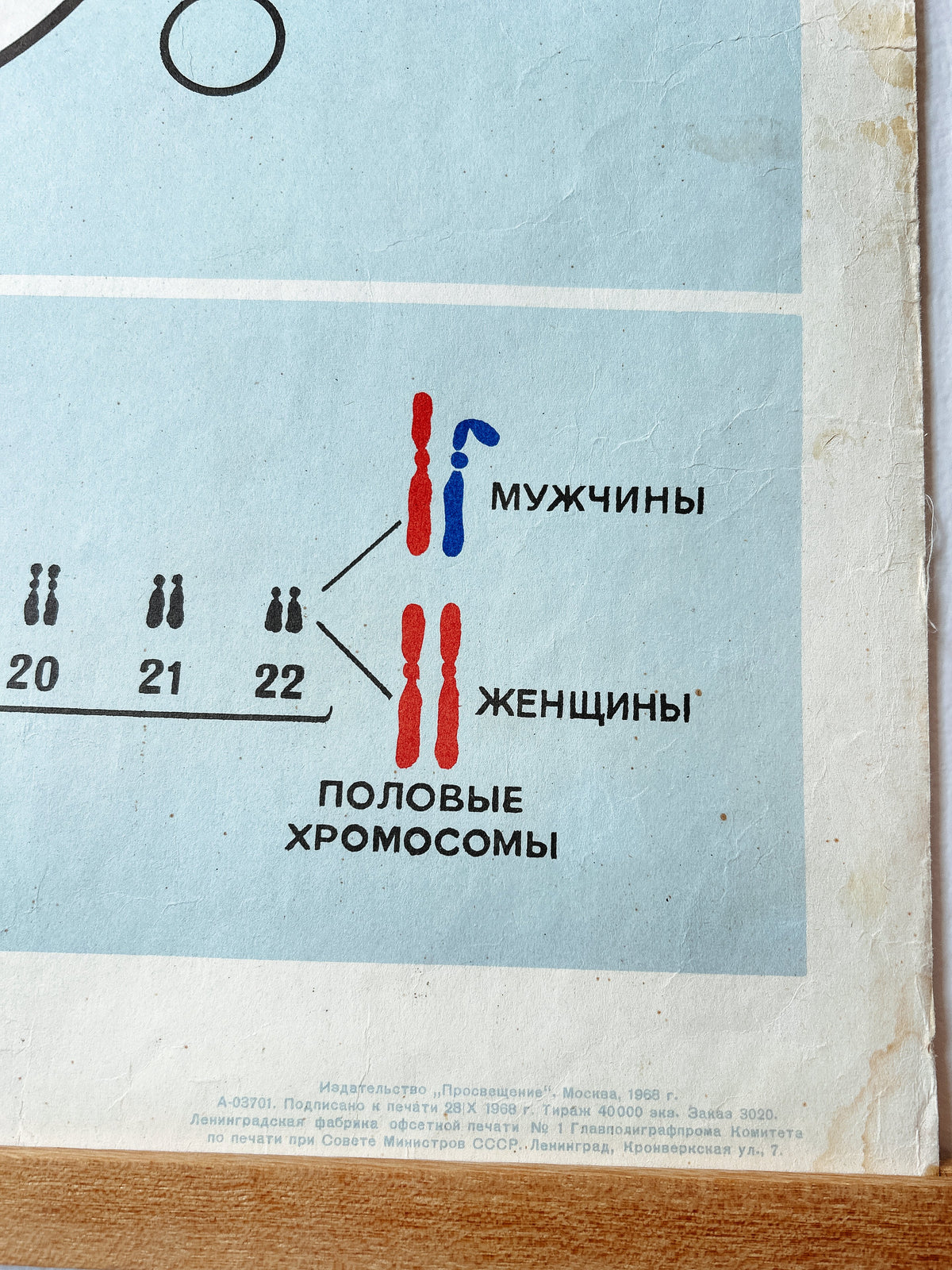 Detail of a large original Soviet vintage biology school chart "CHROMOSOMAL MECHANISM OF SEX DETERMINATION" printed in 1968 in the USSR on paper with linen backing, a mid-century educational poster and a science diagram.