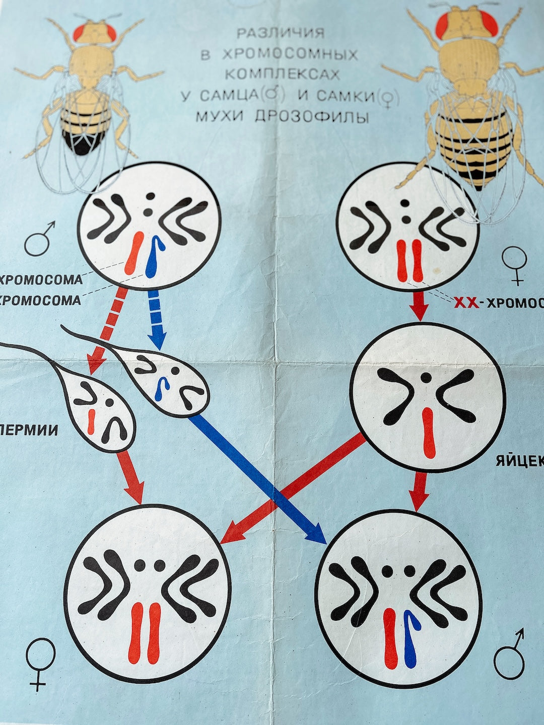 Detail of a large original Soviet vintage biology school chart "CHROMOSOMAL MECHANISM OF SEX DETERMINATION" printed in 1968 in the USSR on paper with linen backing, a mid-century educational poster and a science diagram.