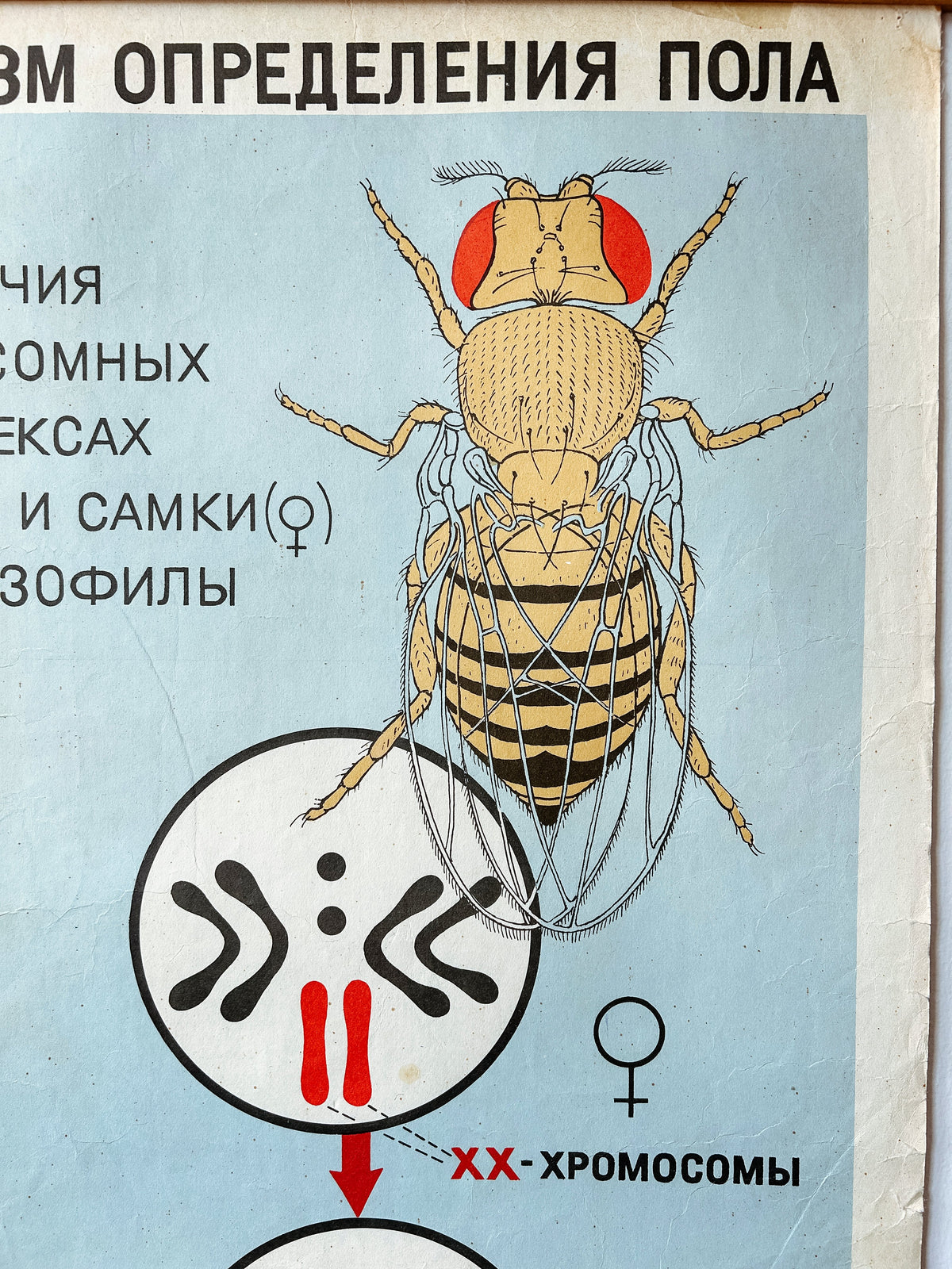 Detail of a large original Soviet vintage biology school chart "CHROMOSOMAL MECHANISM OF SEX DETERMINATION" printed in 1968 in the USSR on paper with linen backing, a mid-century educational poster and a science diagram.
