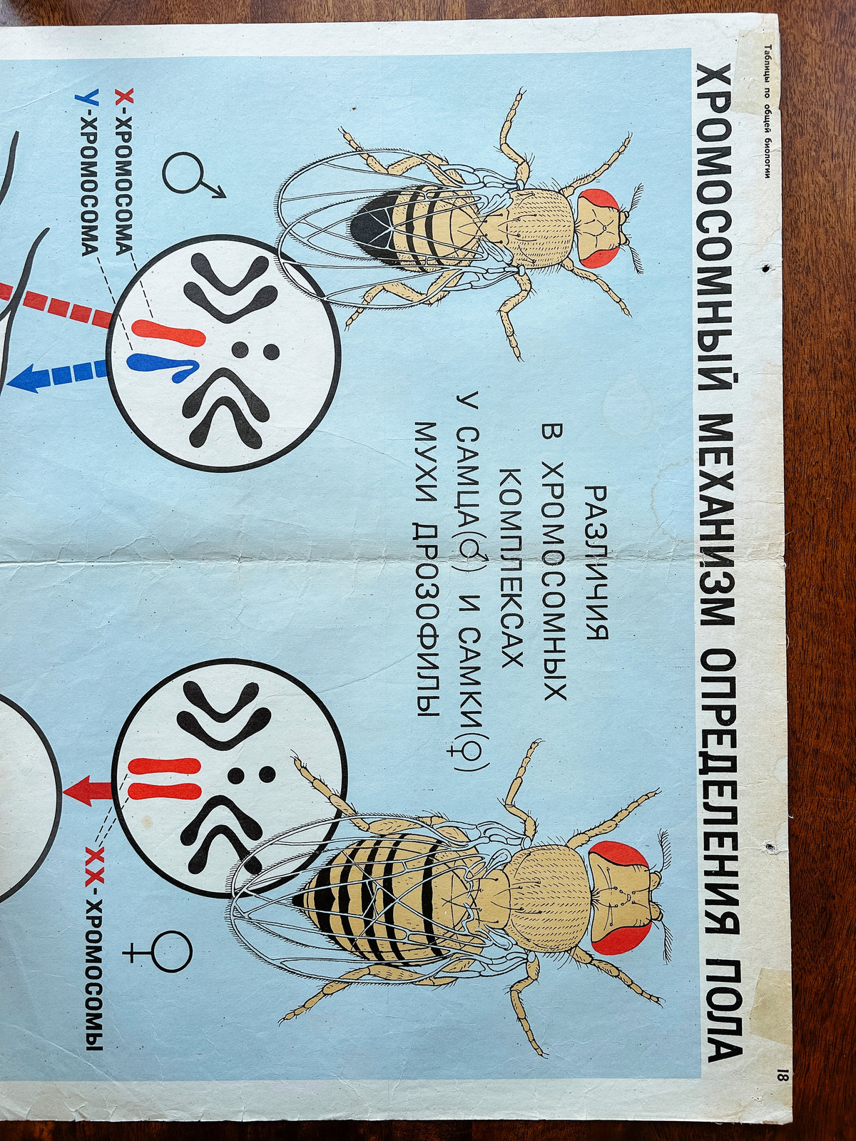 A large original Soviet vintage biology school chart "CHROMOSOMAL MECHANISM OF SEX DETERMINATION" printed in 1968 in the USSR on paper with linen backing, a mid-century educational poster and a science diagram.