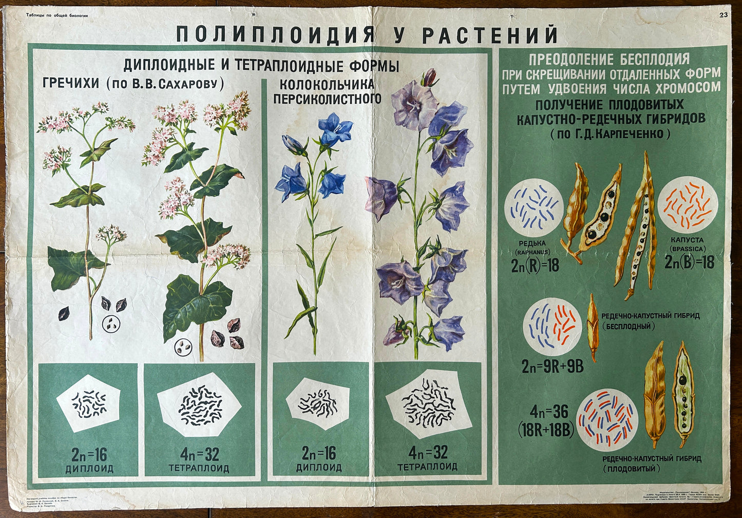 Soviet vintage Educational school poster about polyploidy in plants with illustrations and text.