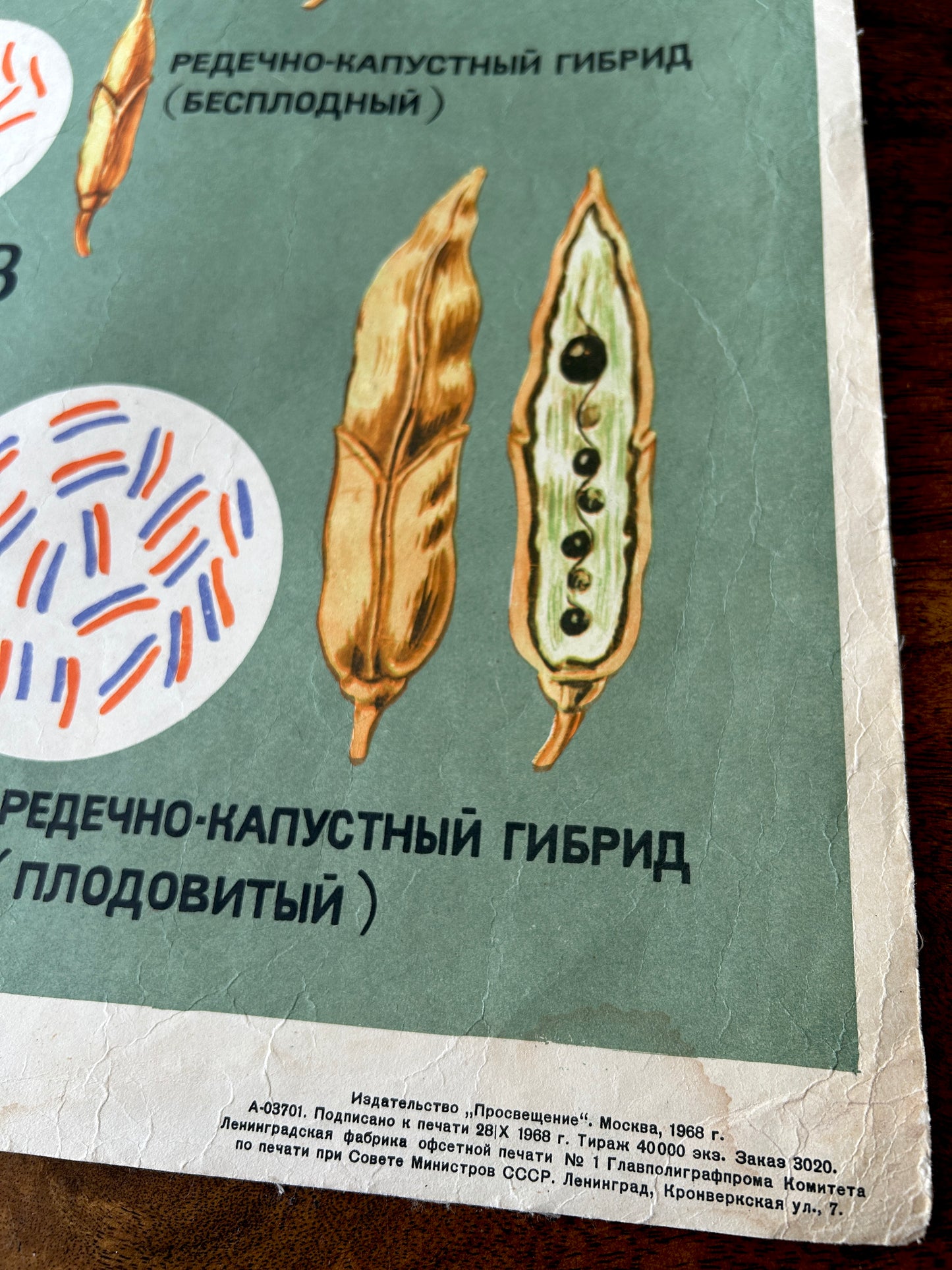 Vintage seed packet with illustrations of seeds and text on a green background
