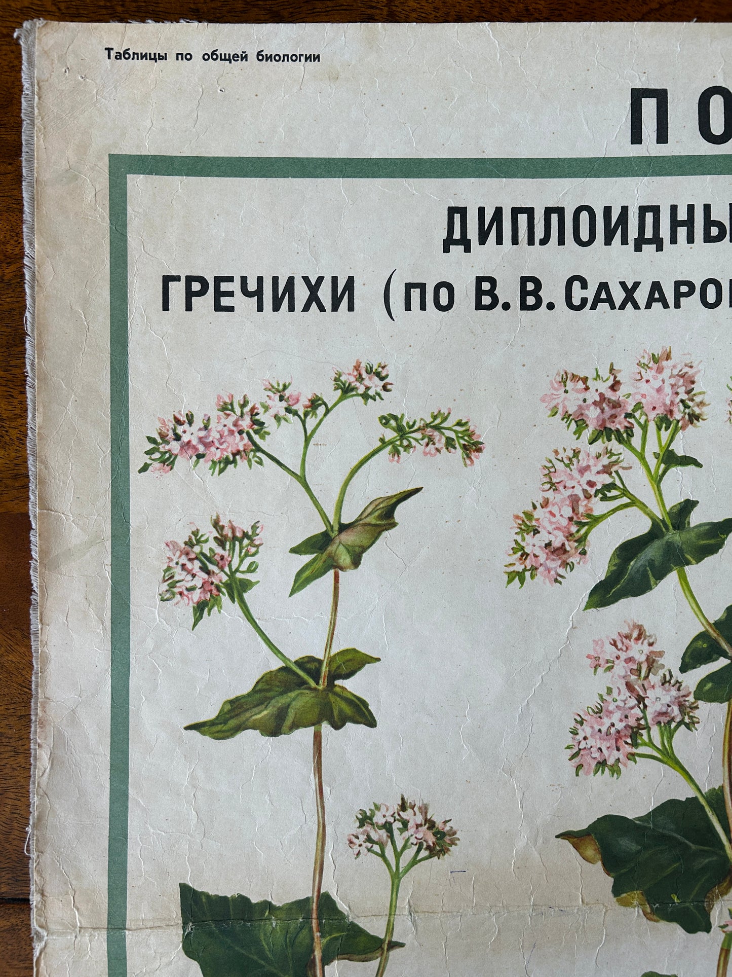 1968 Original Soviet Vintage Biology School Chart "Polyploidy in Plants" Large USSR Educational Botanical Poster, Paper on Linen