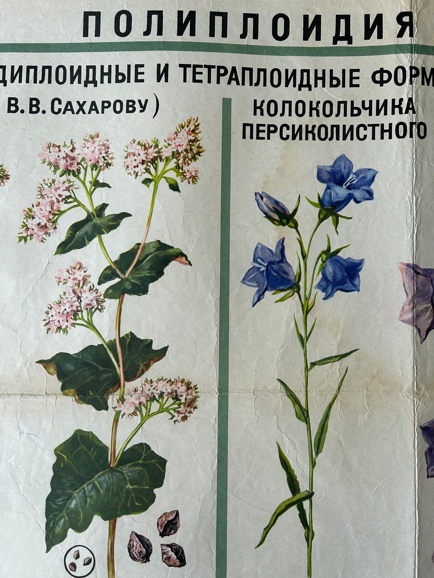 1968 Original Soviet Vintage Biology School Chart "Polyploidy in Plants" Large USSR Educational Botanical Poster, Paper on Linen