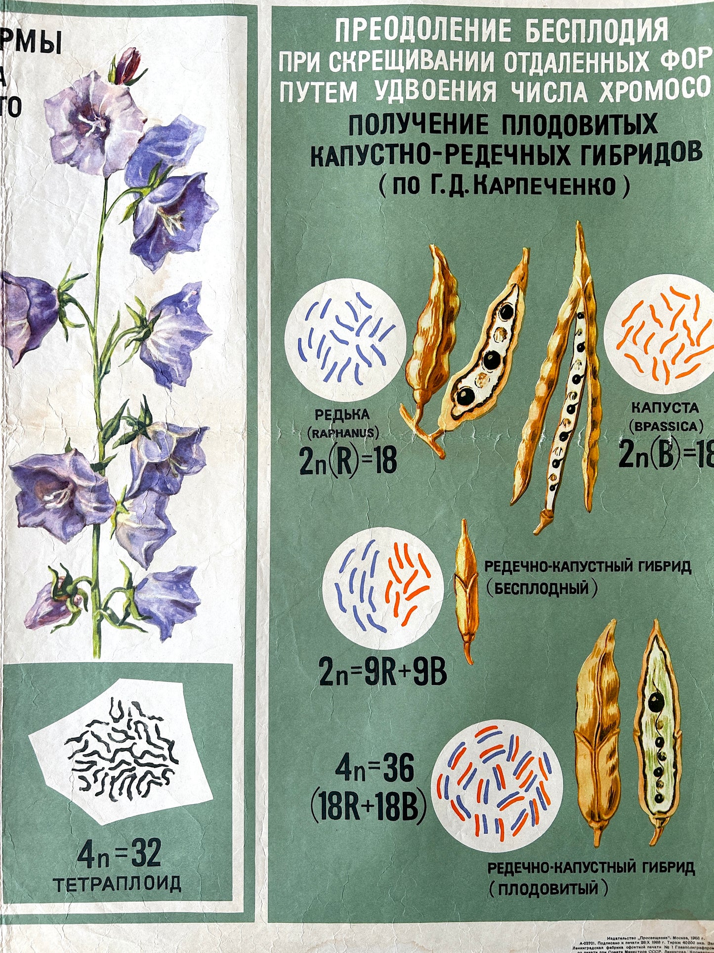 soviet vintage Educational poster about plant genetics with illustrations of flowers, seeds, and genetic diagrams.