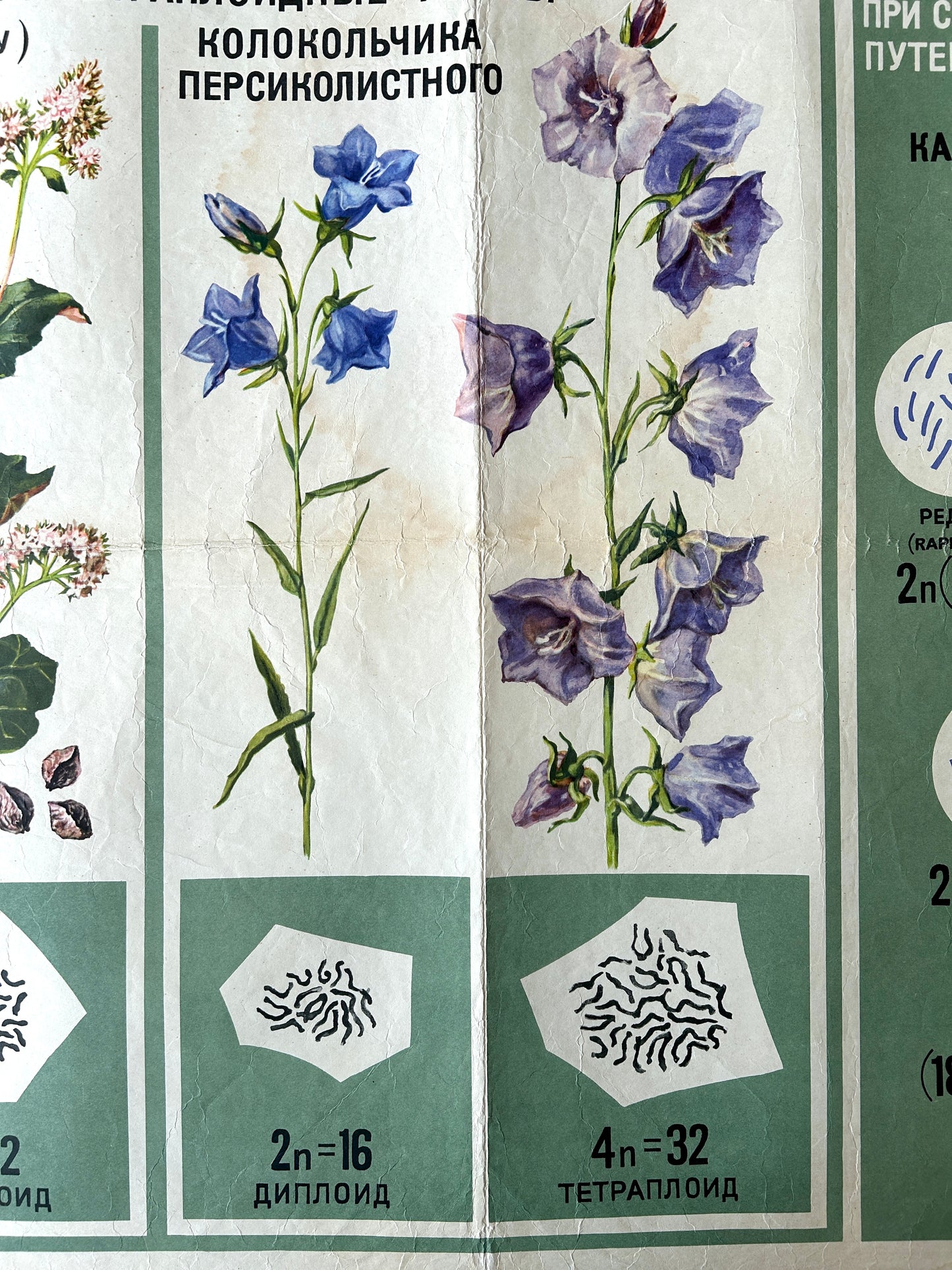 Botanical illustration of bellflowers with scientific notation and floral patterns.