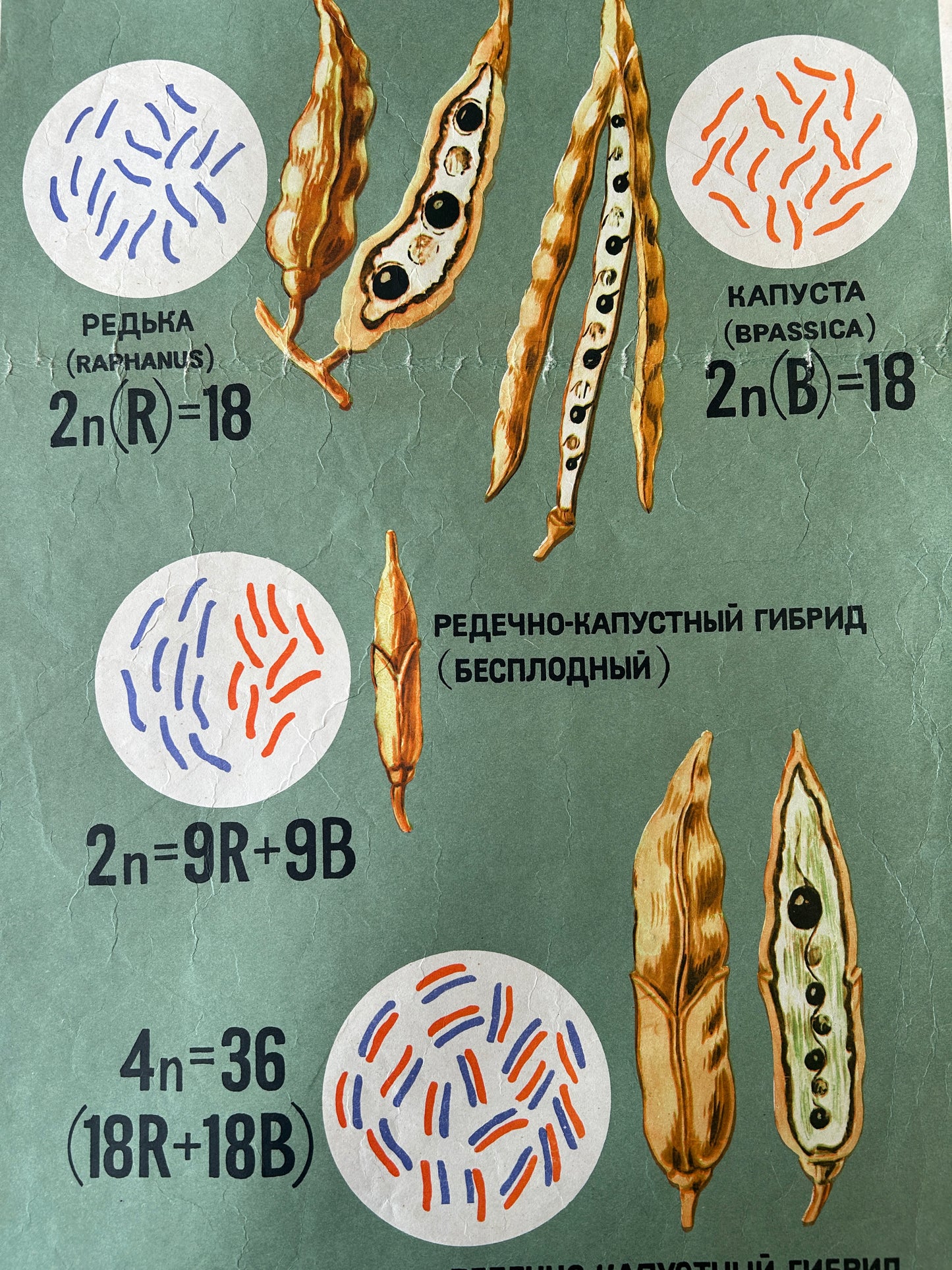 USSR vintage Educational diagram of bean plants and genetic symbols on a green background