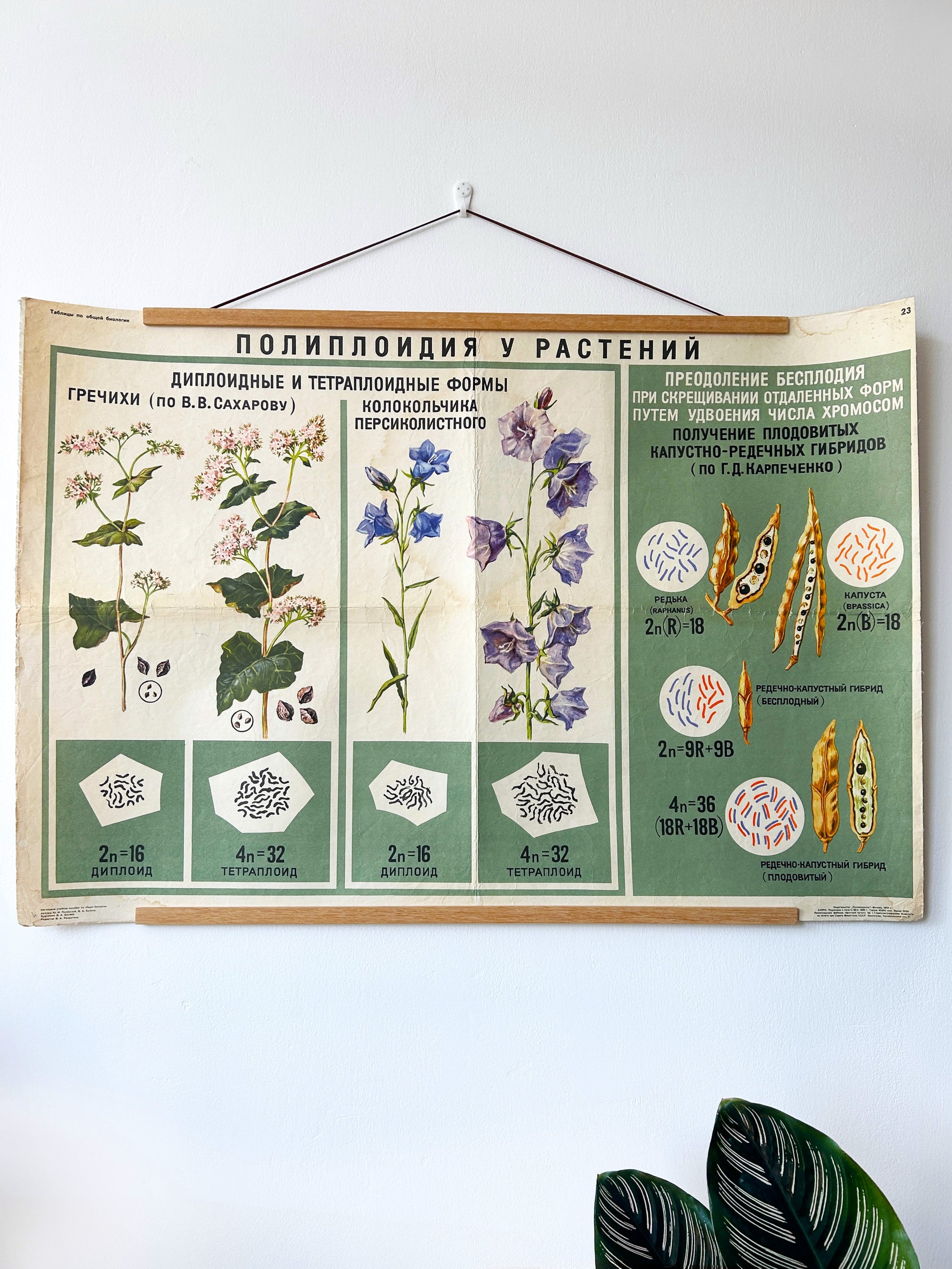 Educational Soviet botanical poster illustrating polyploidy in plants