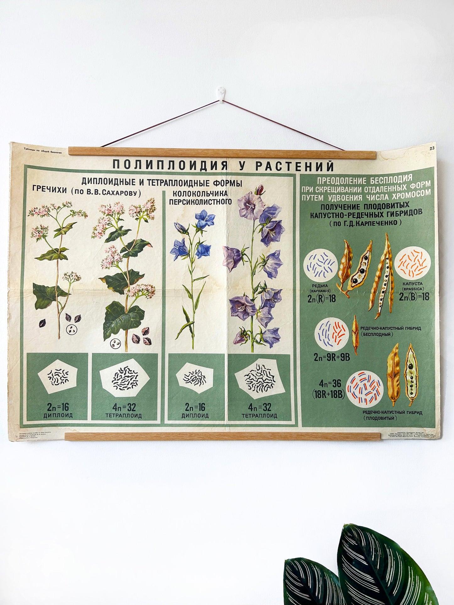 An original Soviet vintage mid-century educational botanical school poster illustrating polyploidy in plants, on paper over linen.
