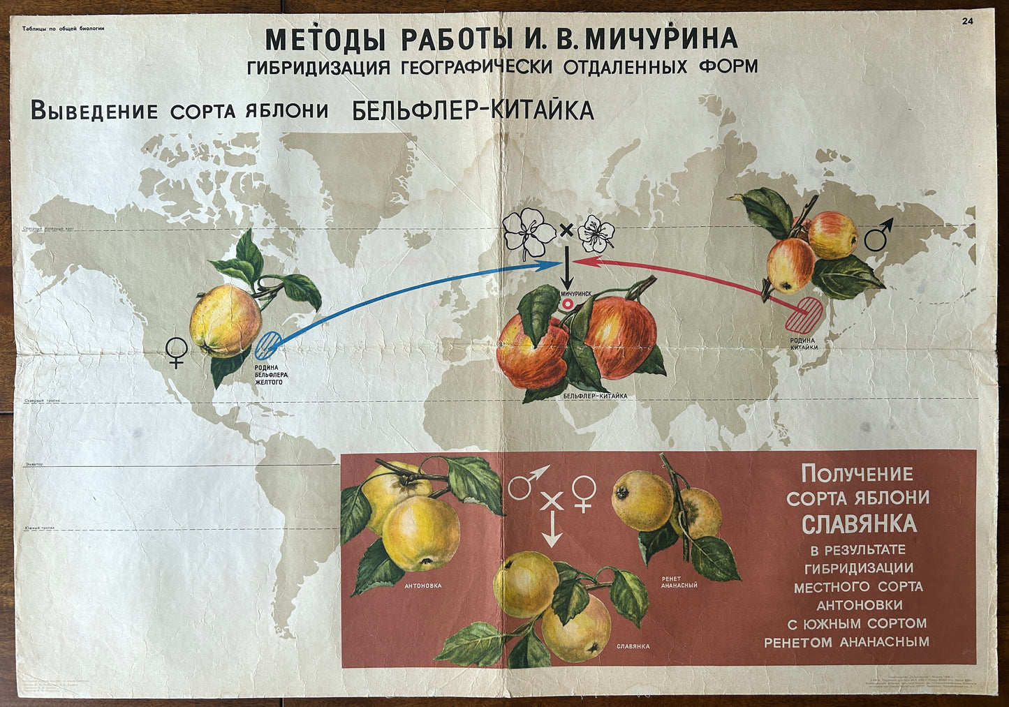 1968 soviet vintage school chart showcasing botanical breeding techniques developed by I.V. Michurin. It illustrates the hybridization of distant geographical forms to create new apple varieties. 