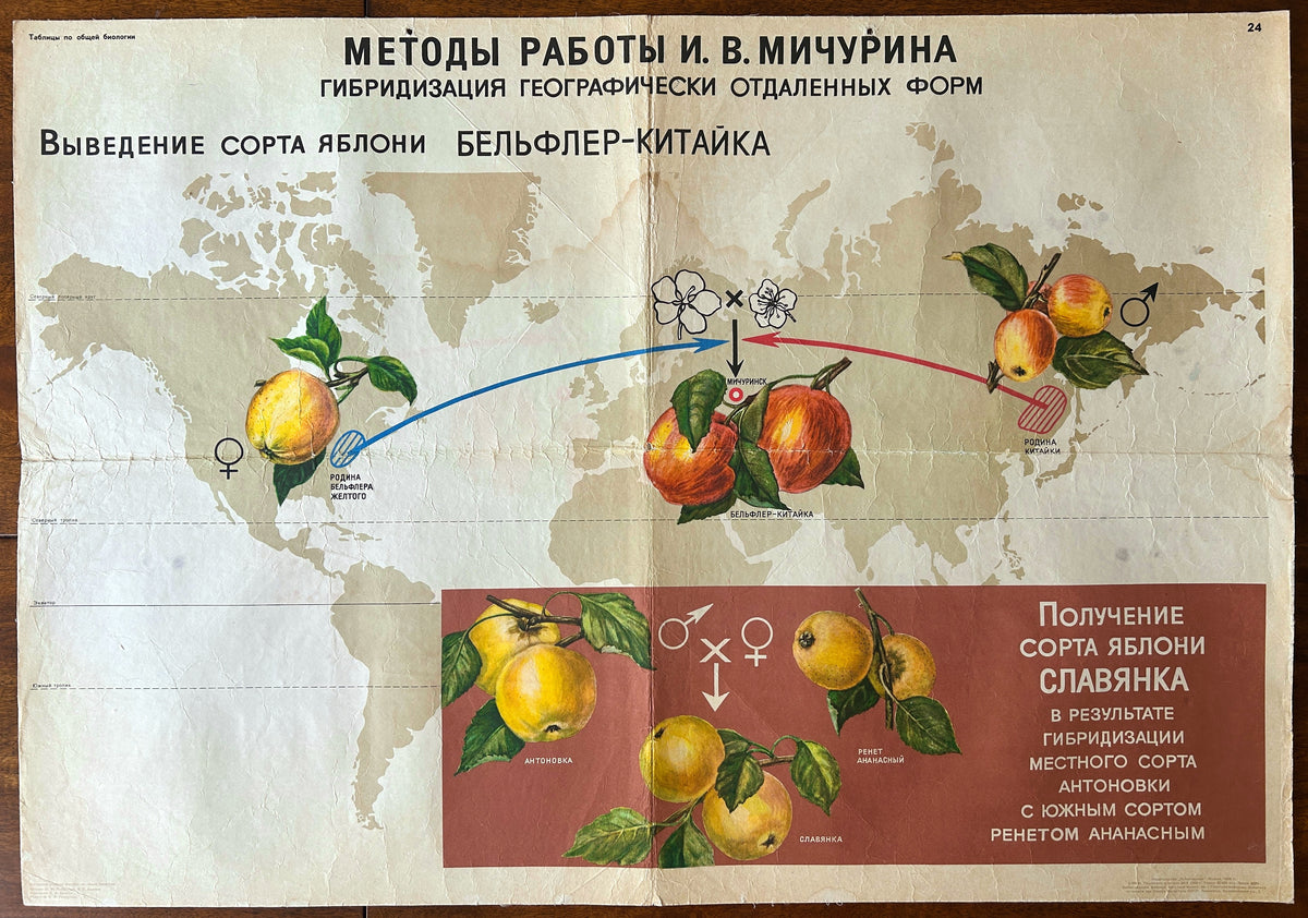 1968 Soviet vintage school chart showcasing botanical breeding techniques developed by I.V. Michurin. It illustrates the hybridisation of distant geographical forms to create new apple varieties. 