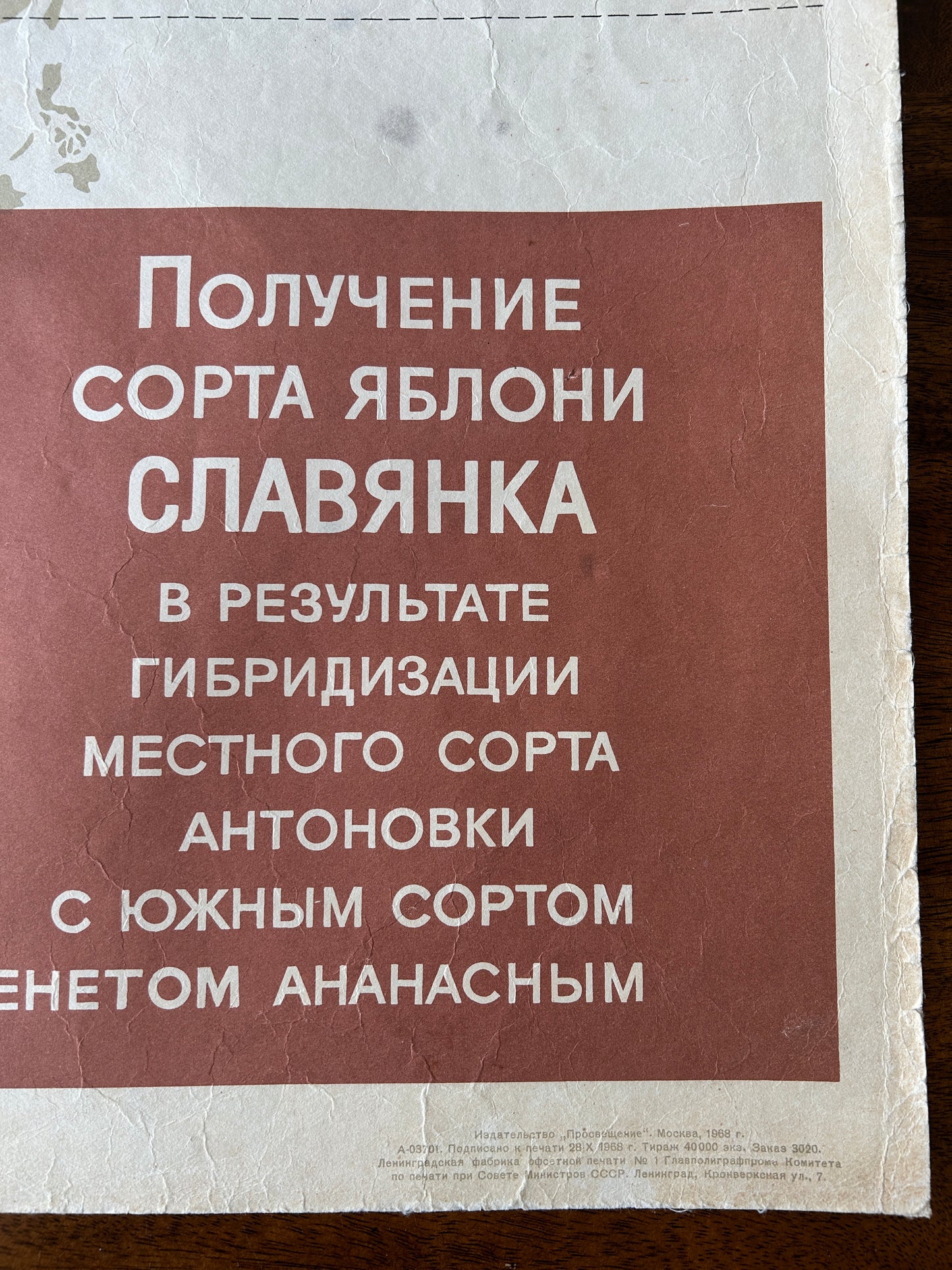 1968 Soviet Vintage Biology School Chart "Working Methods of I. V. Michurin, Hybridisation of Geographically Distant Forms" Paper On Linen, Soviet Mid Century Botanical APPLE Breeding Poster