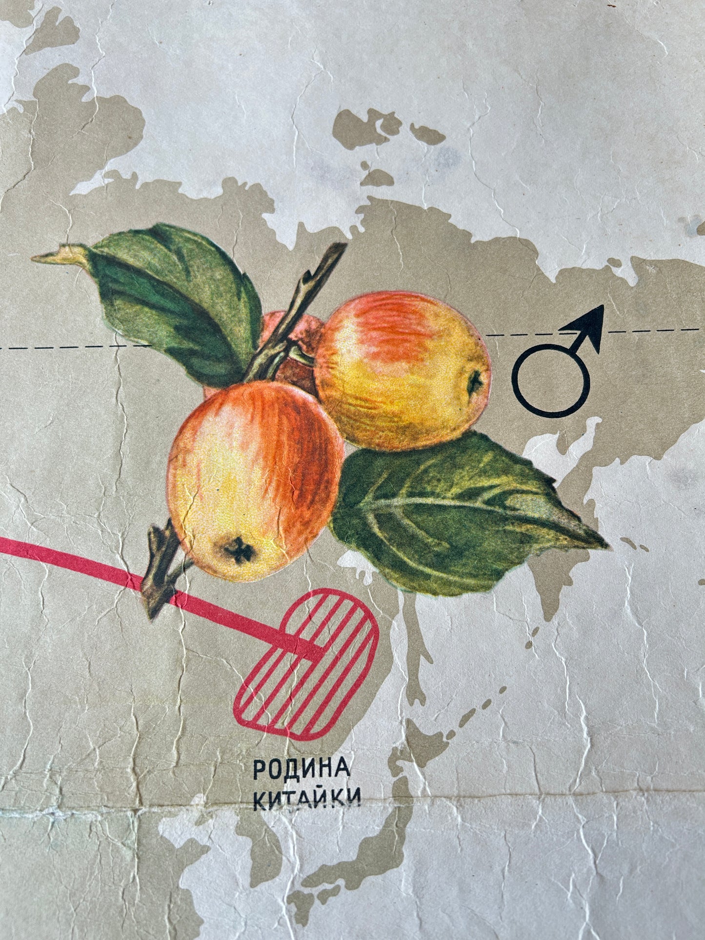 Soviet vintage Illustration of apples and leaves - educational poster detail