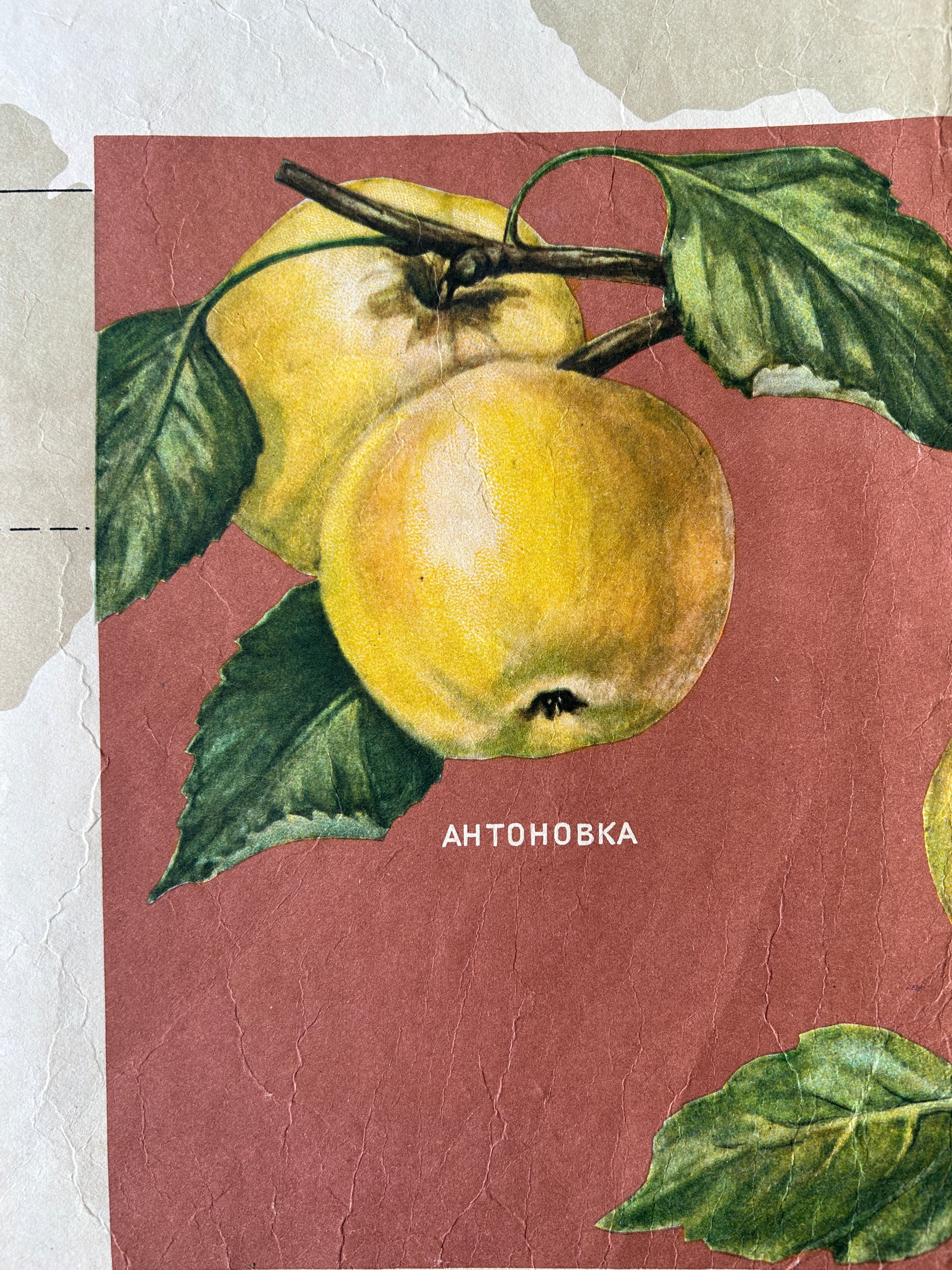 Illustration of Ukrainian Antonovka apples, - vintage educational poster detail
