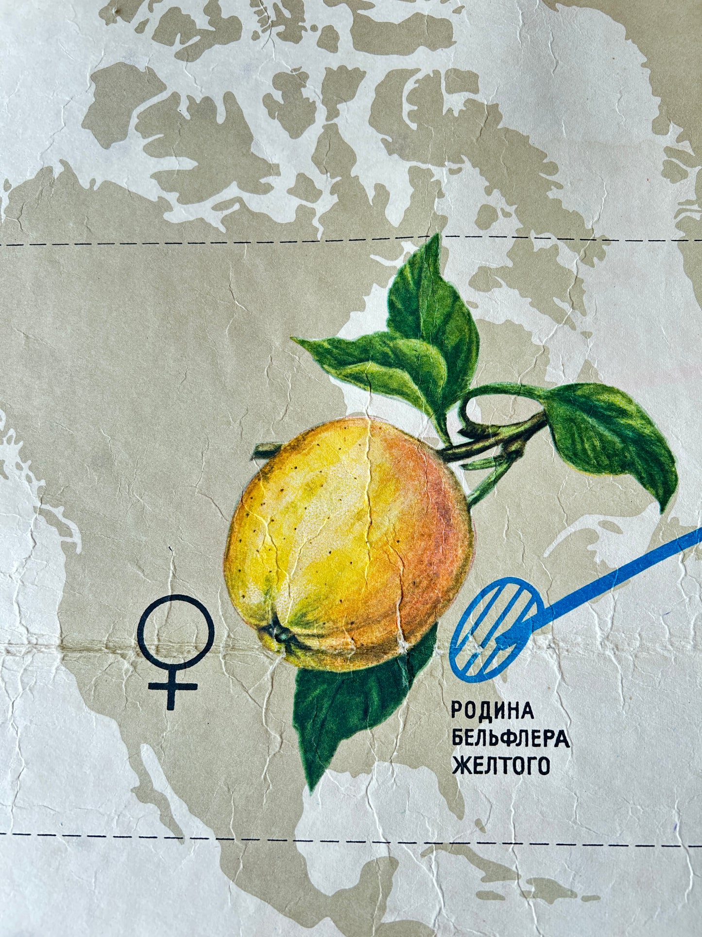 illustration detail of soviet vintage educational poster - apples 