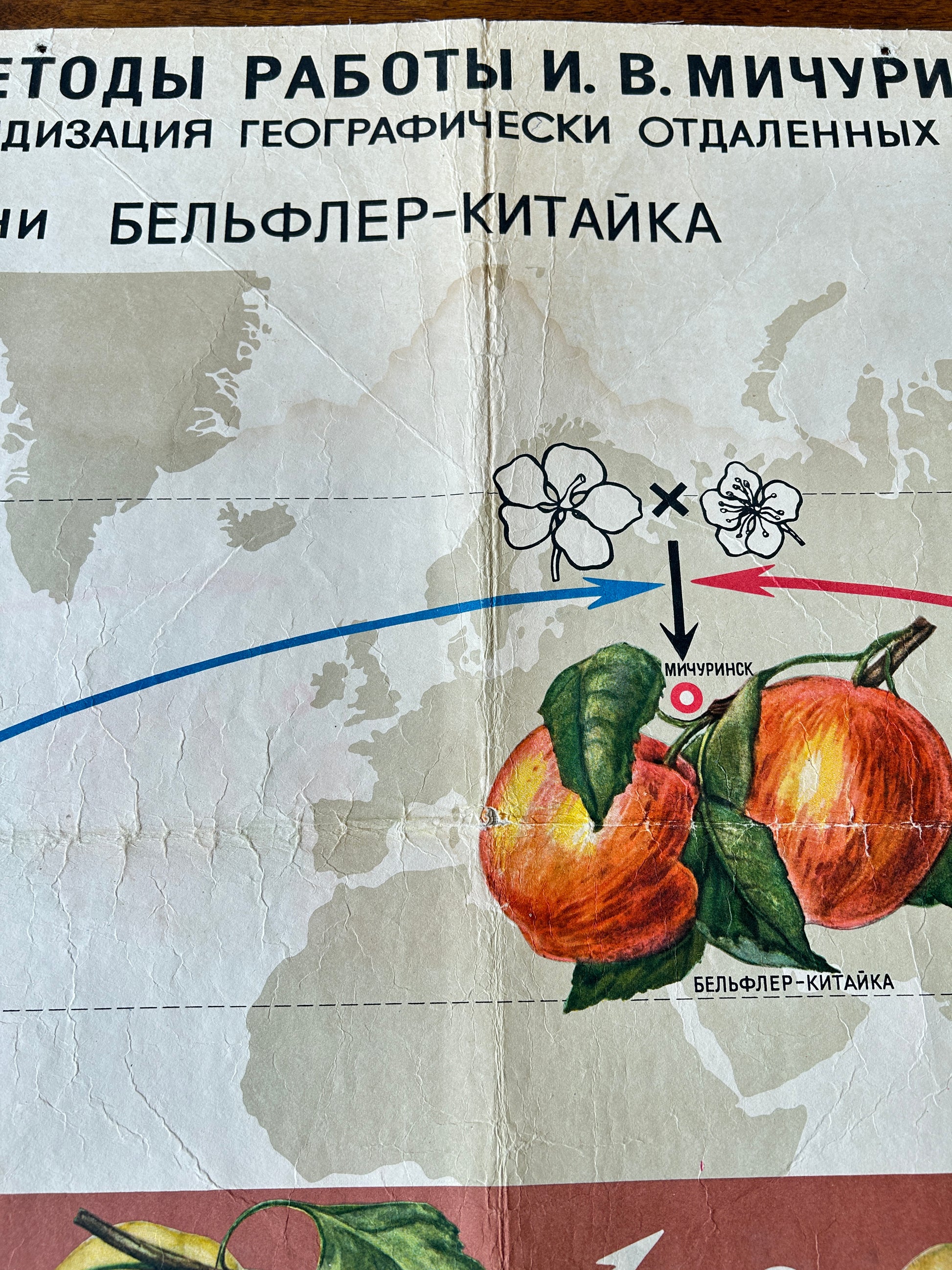 Soviet vintage educational poster detail: Map with illustrations of apples and blossoms