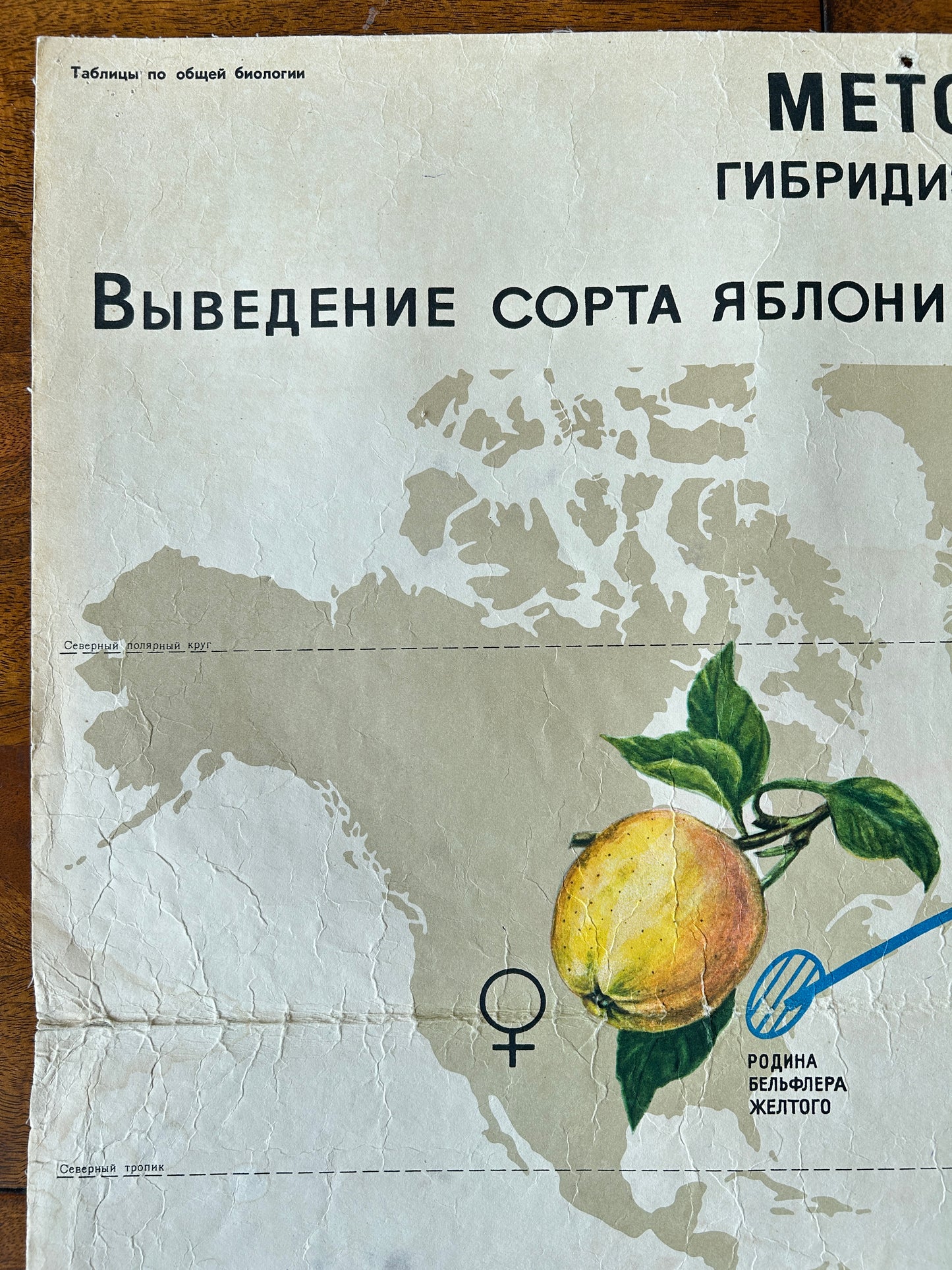 1968 Soviet Vintage Biology School Chart "Working Methods of I. V. Michurin, Hybridisation of Geographically Distant Forms" Paper On Linen, Soviet Mid Century Botanical APPLE Breeding Poster